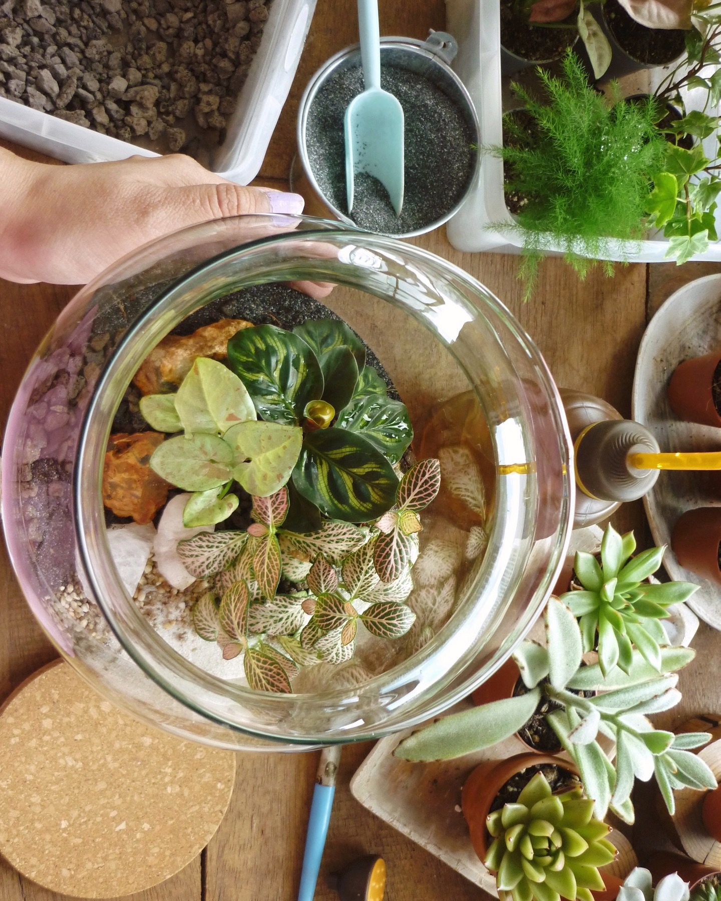 A little spring oasis in a glass ✨🌿

A few days ago I took a moment to care for this terrarium, that needed a deep clean and change of some plants&hellip;a mini world of textures, colors, and shapes&hellip;

For me was a small reminder of how fragil