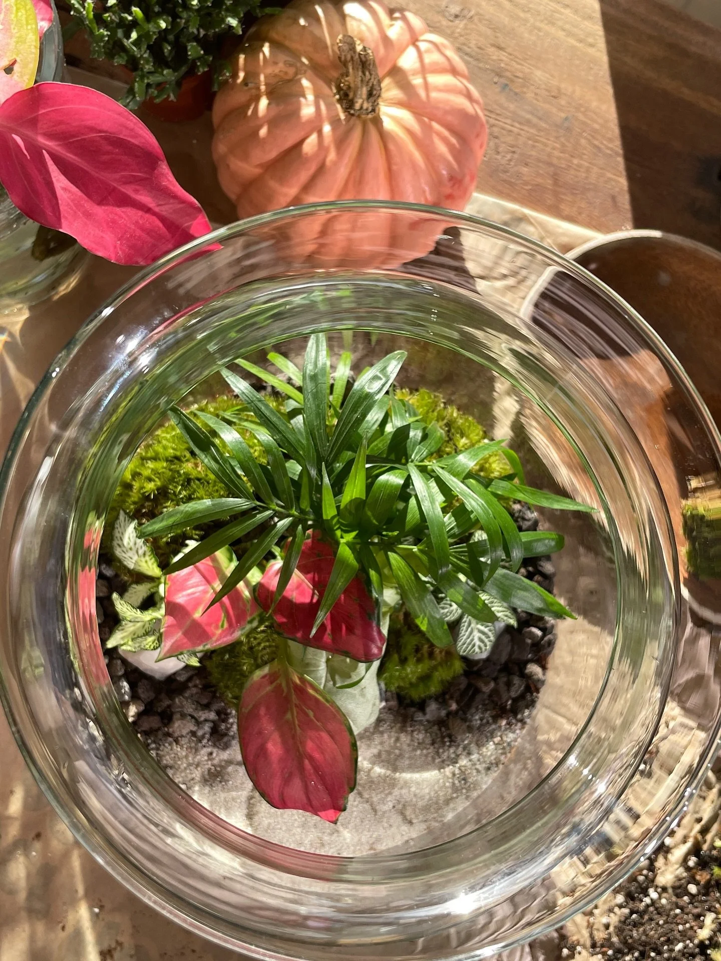 A little piece of summer, kept in a jar&hellip;
I like to think this terrarium holds the light, the green, and the calm of those slow vacation days&hellip;🌿

Aglaonema pink, Baby Palm , Fittonias , fresh moss and rose quartz stone =✨

This mini gard