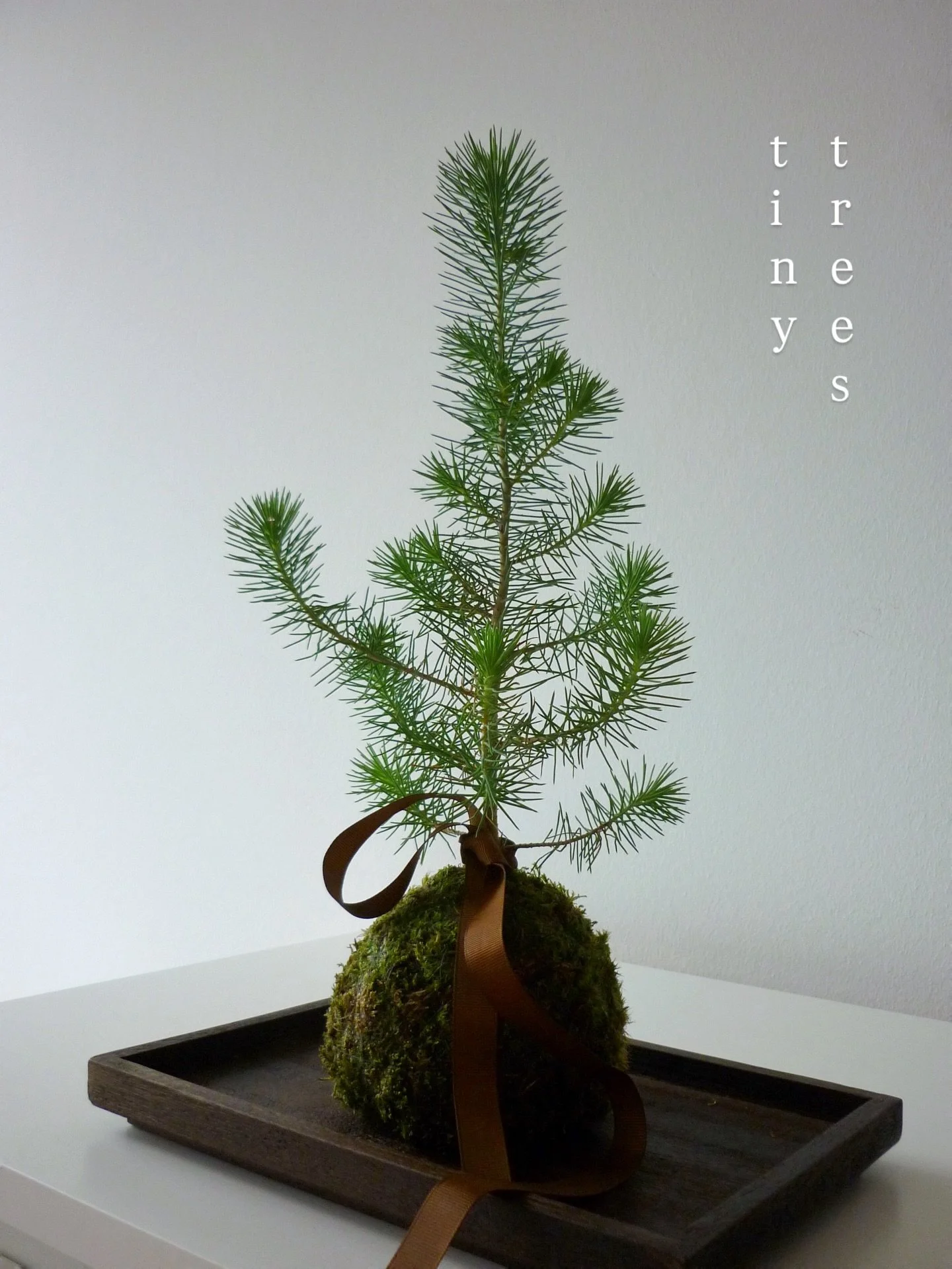 Seasonal gift.
While Christmas has a religious meaning, there are timeless symbols that bring us nostalgia every year: Christmas trees, pines in all their forms. 🌲✨

That&rsquo;s why I&rsquo;ve prepared a small series of trees, this time Picea glauc