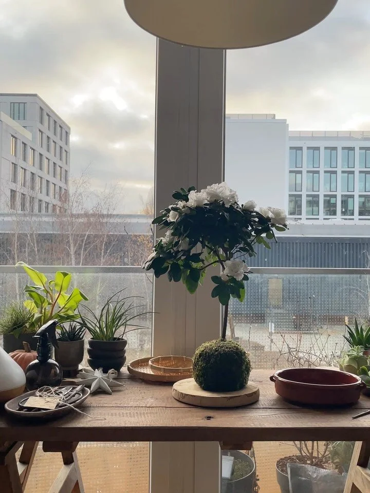 How to hydrate your kokedamas all year round 🌳💦

✨Use filtered water or still water.

How often? It depends a bit on where it&rsquo;s placed, the temperature and the light it receives in each space, buuuut we can follow this general guideline:

🌿 