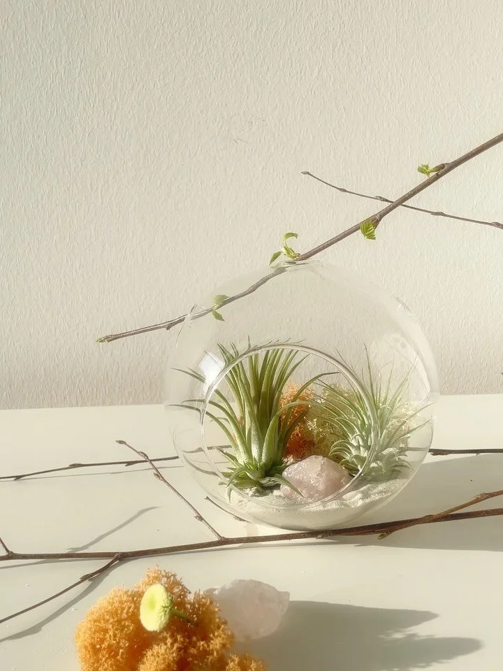 Sunny days in between&hellip;
Winter softens.
Air plants breathe &hellip;✨

Love is in the air.🧡

_______________

#airplants #slowliving #seasonalnotes #visualdiary
#softlight #wintersun #plantinspiration #calmdays #gardenstogo