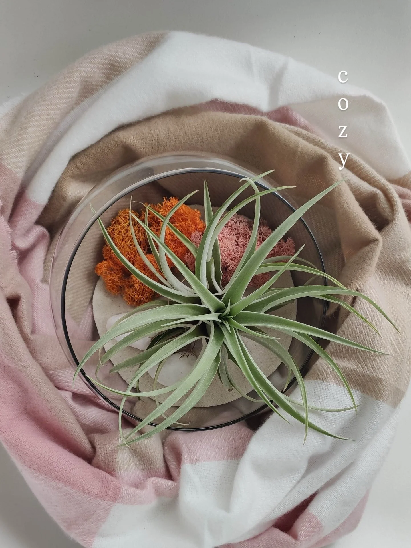 This tillandsia capitata peach, 🍑 all wrapped in soft winter light.. It turns any corner into a calm, cozy space ✨