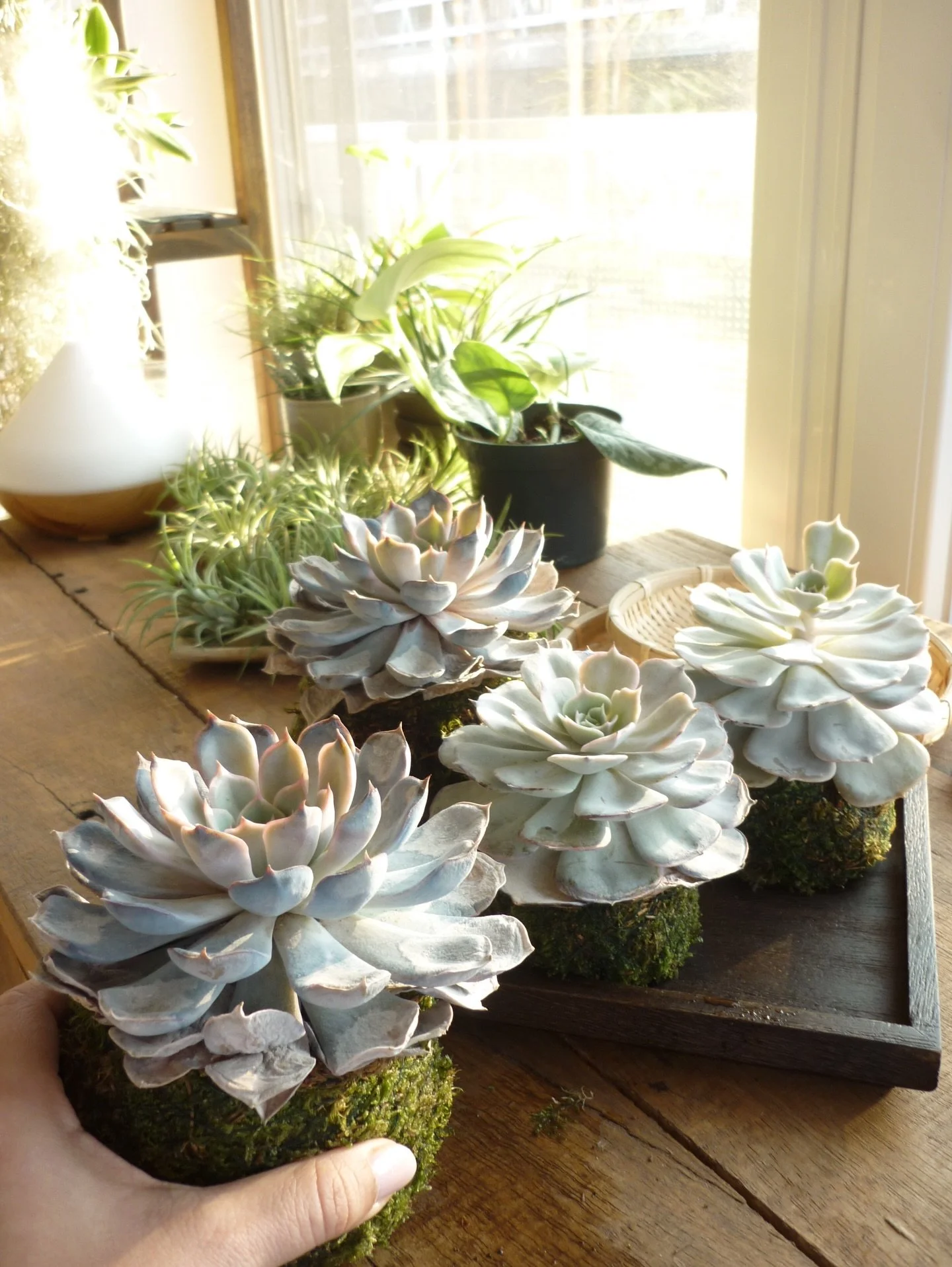 You can really feel it when the sun comes back ☀️
Everything is waking up &hellip;including the succulent Kokedamas. Those colors and that fresh green moss 💚 Sharing a little bit of their spring care&hellip; :)

________________

#springvibes #succu