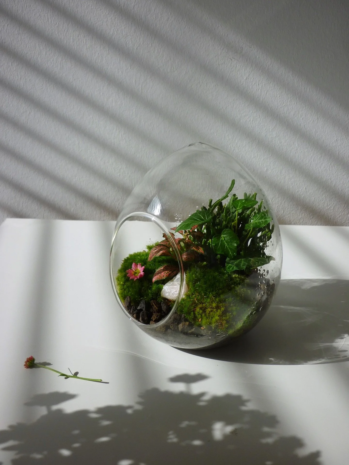 Every crystal egg starts with an intention

this one holds a rose quartz&hellip; for calm, for balance

a small living world with
moss, stone and light

easy to care,
only water occasionally

handcrafted in Berlin . &euro;43

dm to order 🤎😊

Happy 