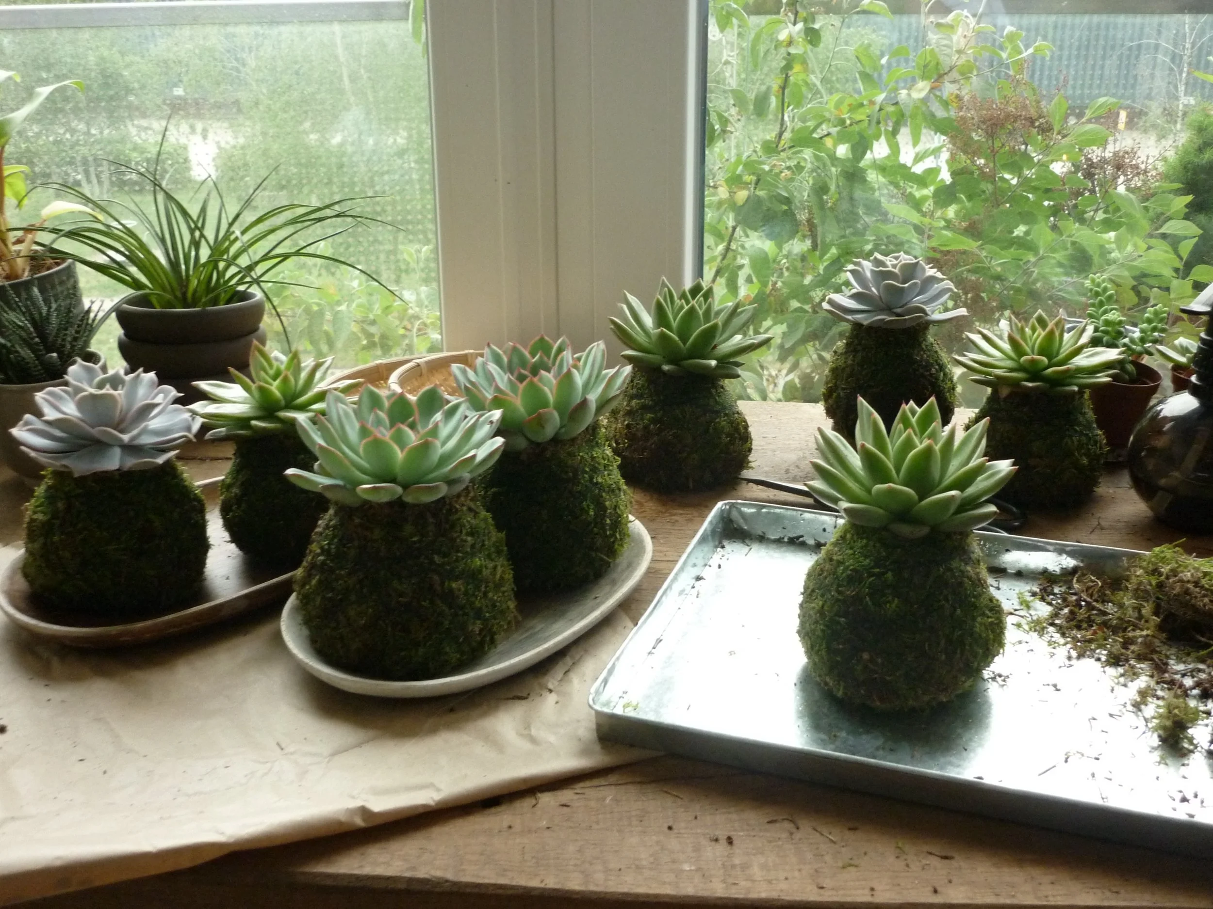 Between orders and May 17 market preparations ☺️

These seasonal baby succulent kokedamas slowly change color with the temperature, turning pink, lavender and deep green over time..

No two ever look the same, each one is unique ✨
________________

#