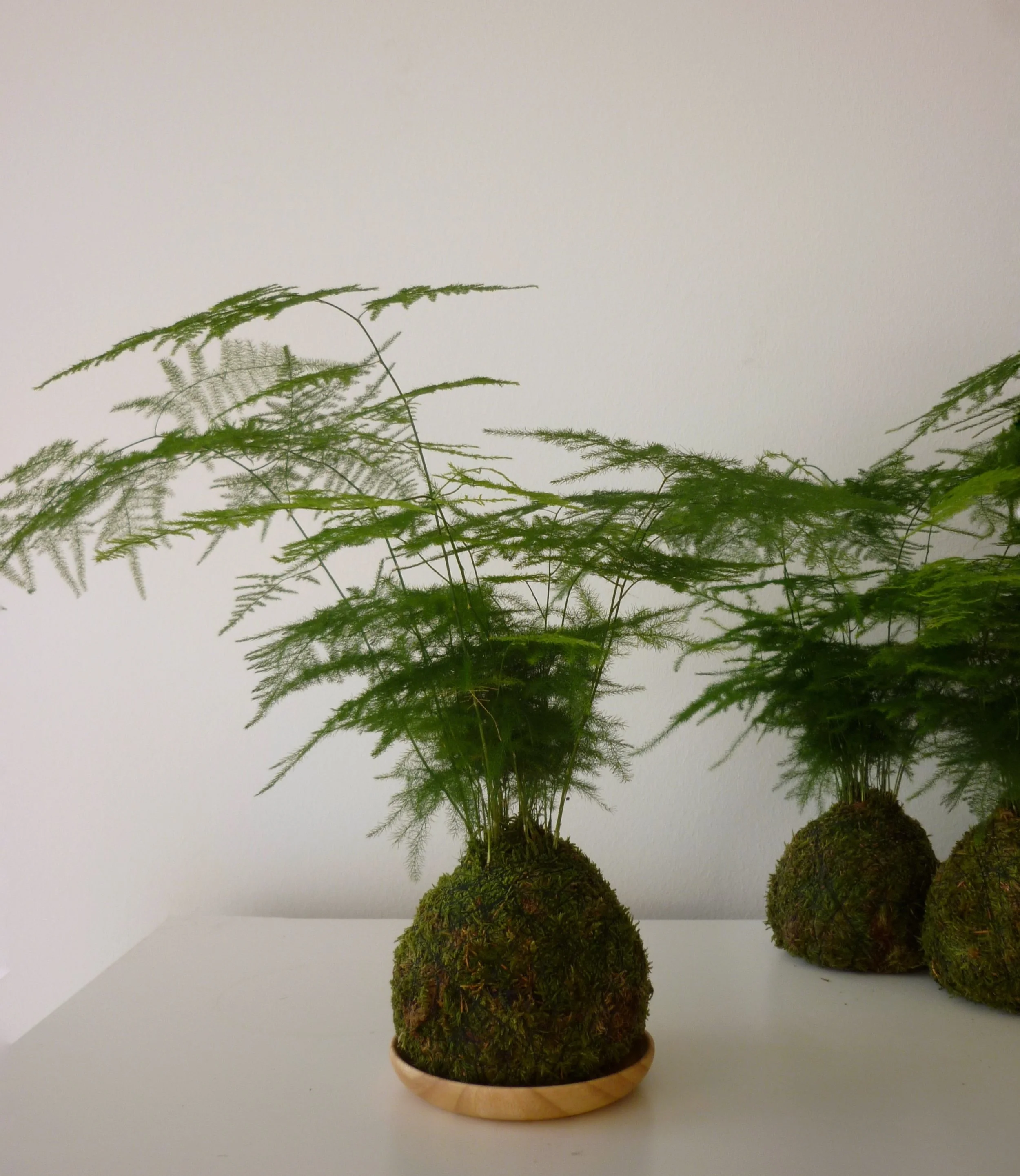 Inspired by the quiet of tokyo&rsquo;s public gardens.
Those gardens had this quality. i&rsquo;ve been chasing it ever since ☺️🌿&hellip;that feeling, brought home with these little ones&hellip;. Asparagus ferns.

light, soft and a little wild.

✨new