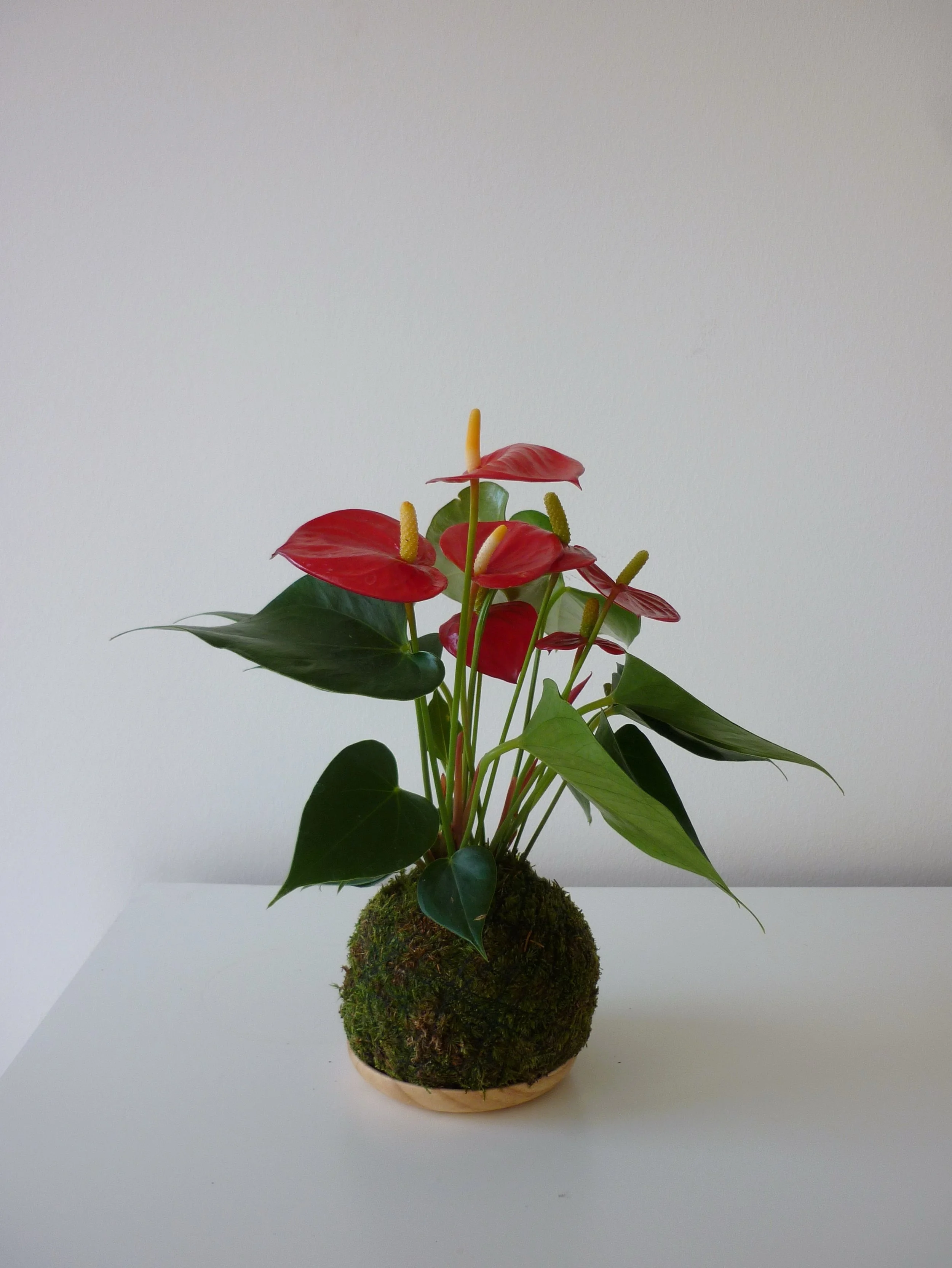 This red, in a moss ball, on your table. 

Anthurium Kokedama ❤️ gardenstogo.de or DM to order :)

#anthuriumkokedama #kokedamaberlin #plantgift #redanthurium #handmadeberlin