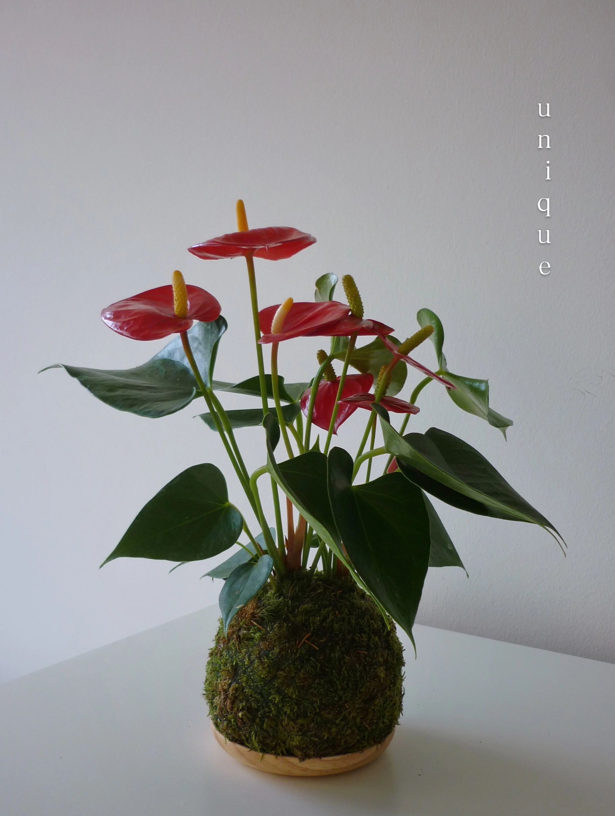 A small detail you don&rsquo;t usually see: I&rsquo;ve recently started experimenting with a mesh structure inside some of my kokedamas to improve drainage and support healthier roots &hellip;🌿

Red &amp; Pink Anthurium . Available &middot; 29 &euro
