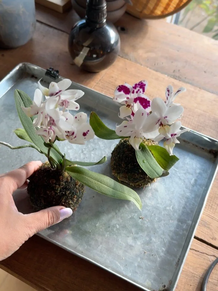 July has been all about exploring 🔭

Trying new designs, 
discovering new plants, 
learning as I go, 
fighting to keep the moss happy through the summer 🫨
creating kokedamas that bring a little piece of Japan into everyday life. 🌿

Now the shelves
