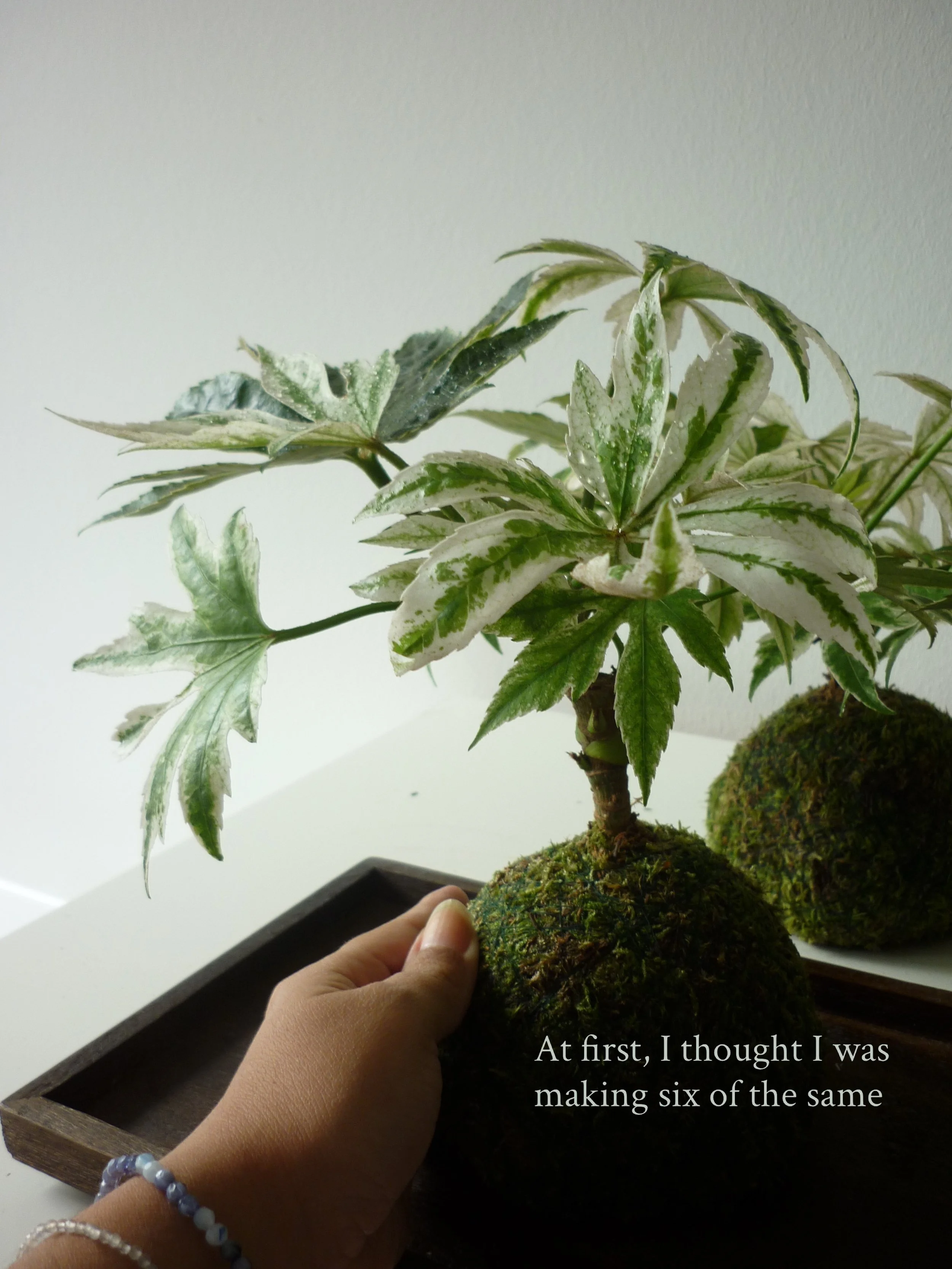 POV: you follow the same process six times and get six different results.

Same plant, same materials, same hands but each Fatsia found its own shape :)

Six completely individual kokedamas and many more are coming with me this Sunday to Britzer Gart