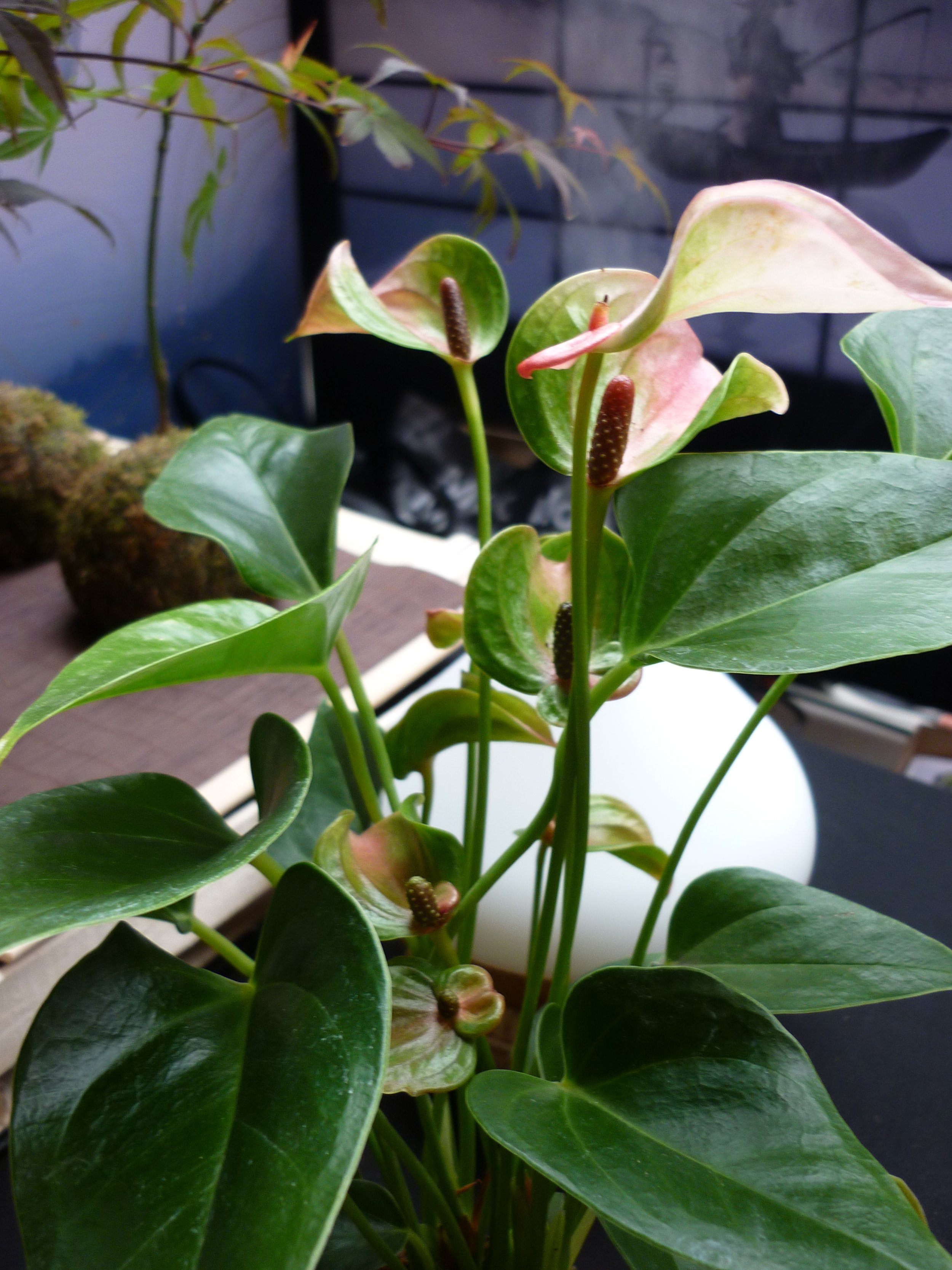 Soft Bloom — Anthurium