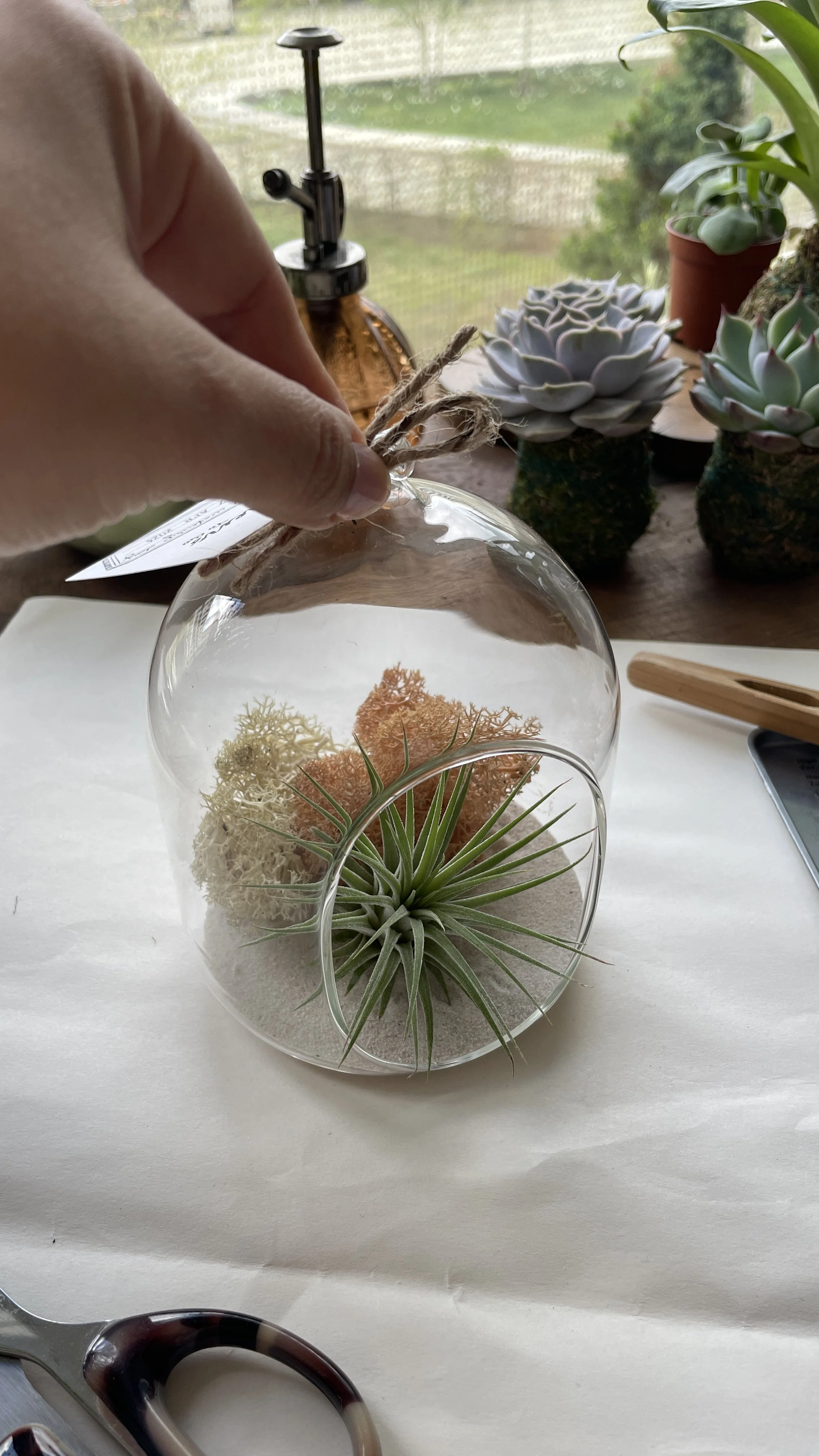 love is in the air terrarium airplane oasis gardens to go