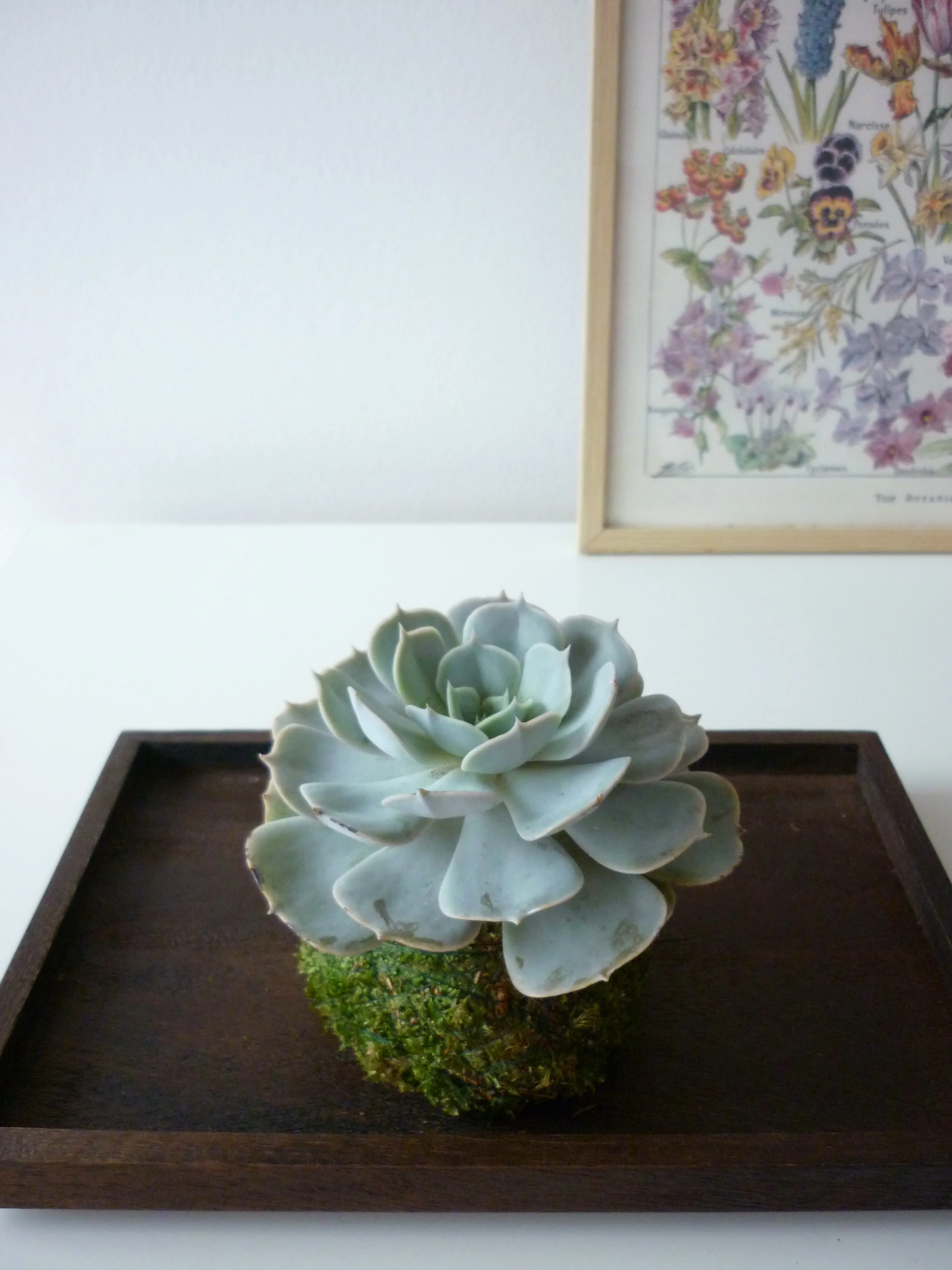 Baby Succulent Kokedama