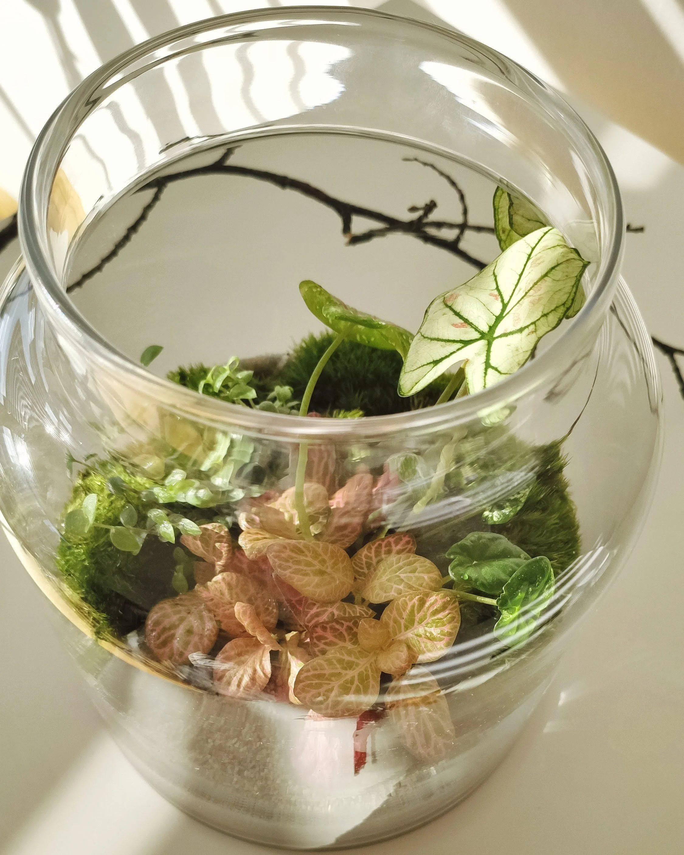 Fields of Gold terrarium jungle 