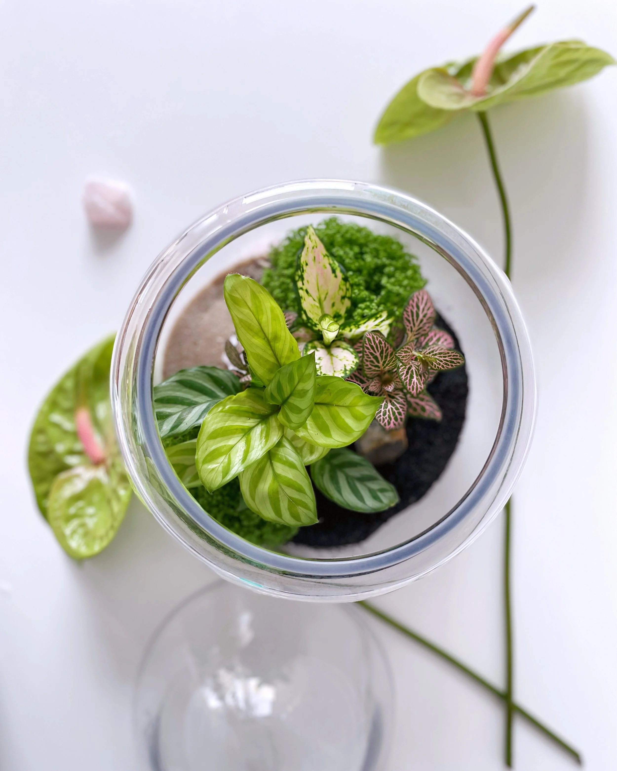 Garden Jungle gift from gardens to go