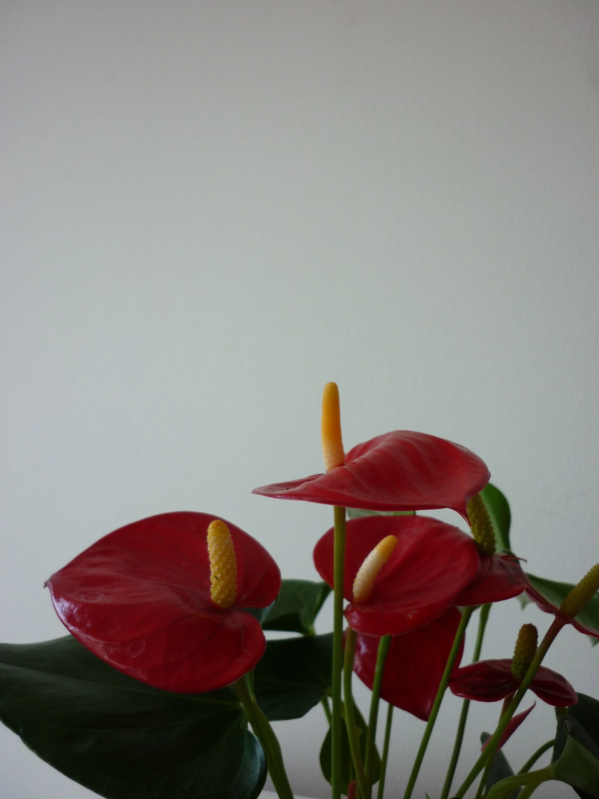 IMG_8703.JPG