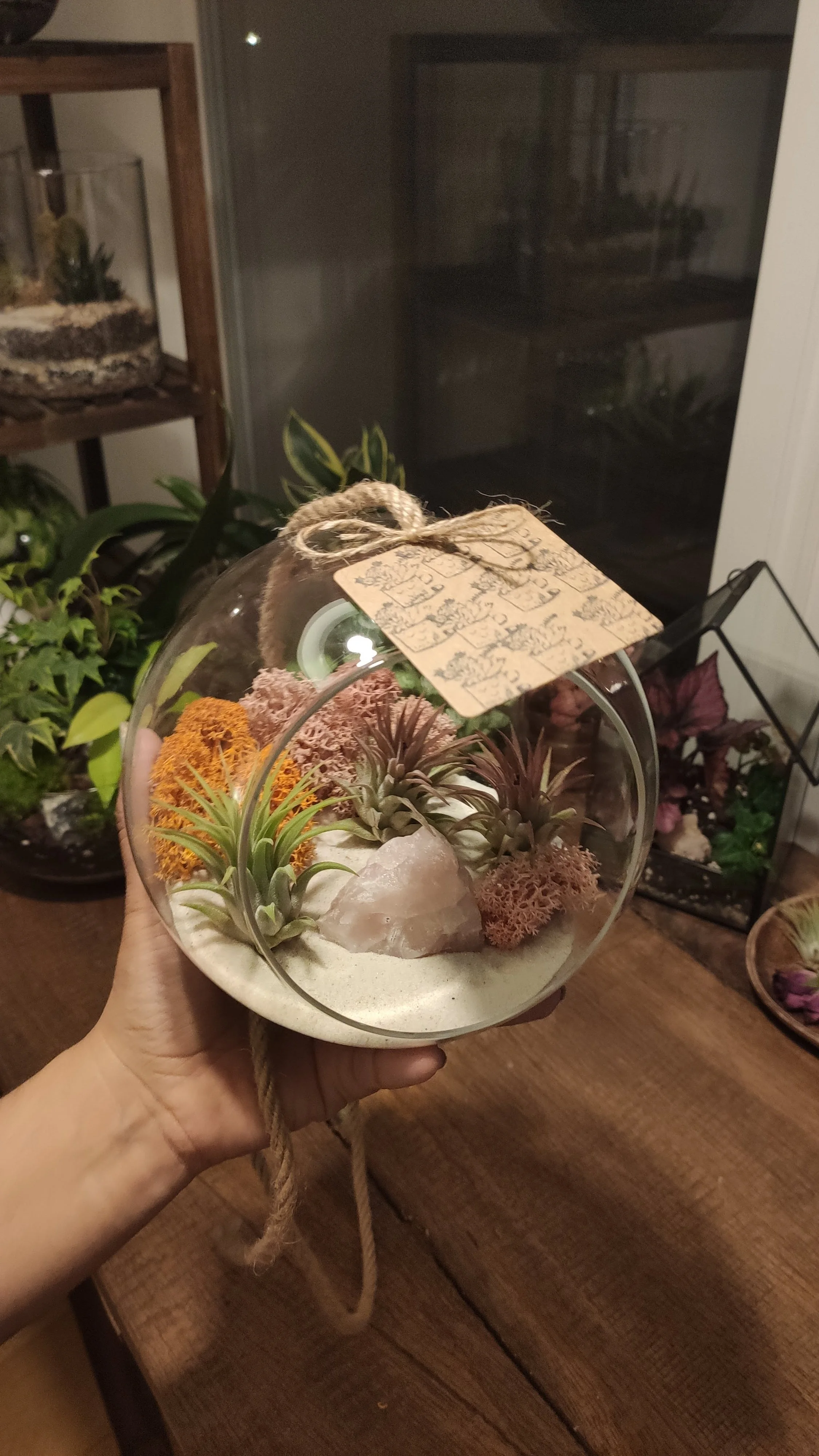 Holiday air plant oasis from gardens to go
