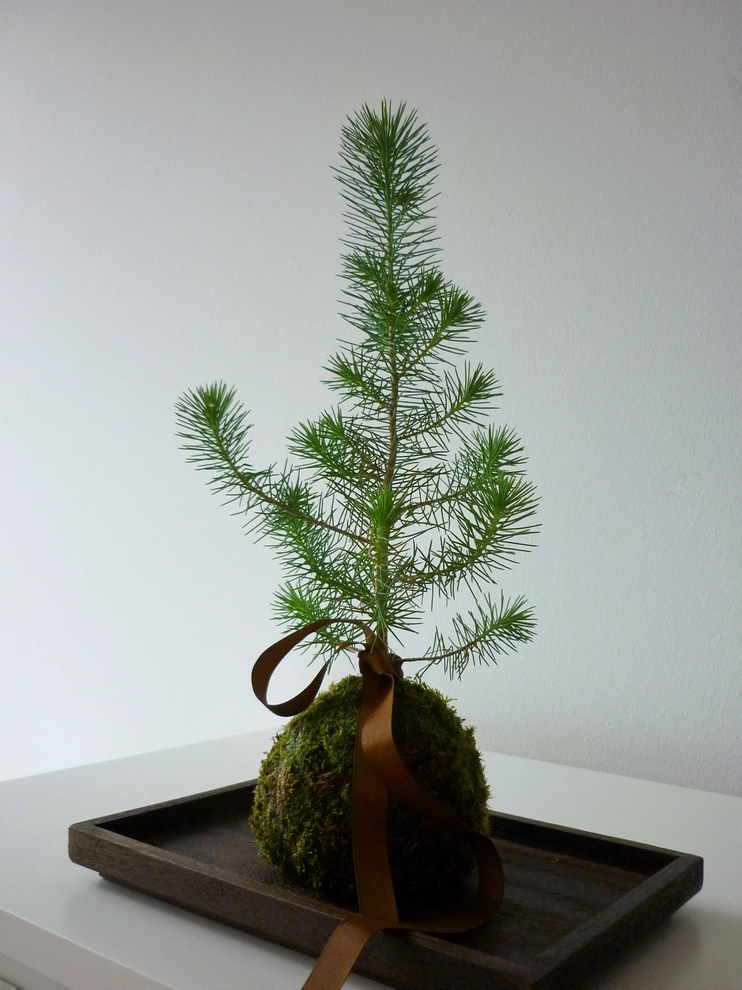 Xmas Tree - Picea Kokedama