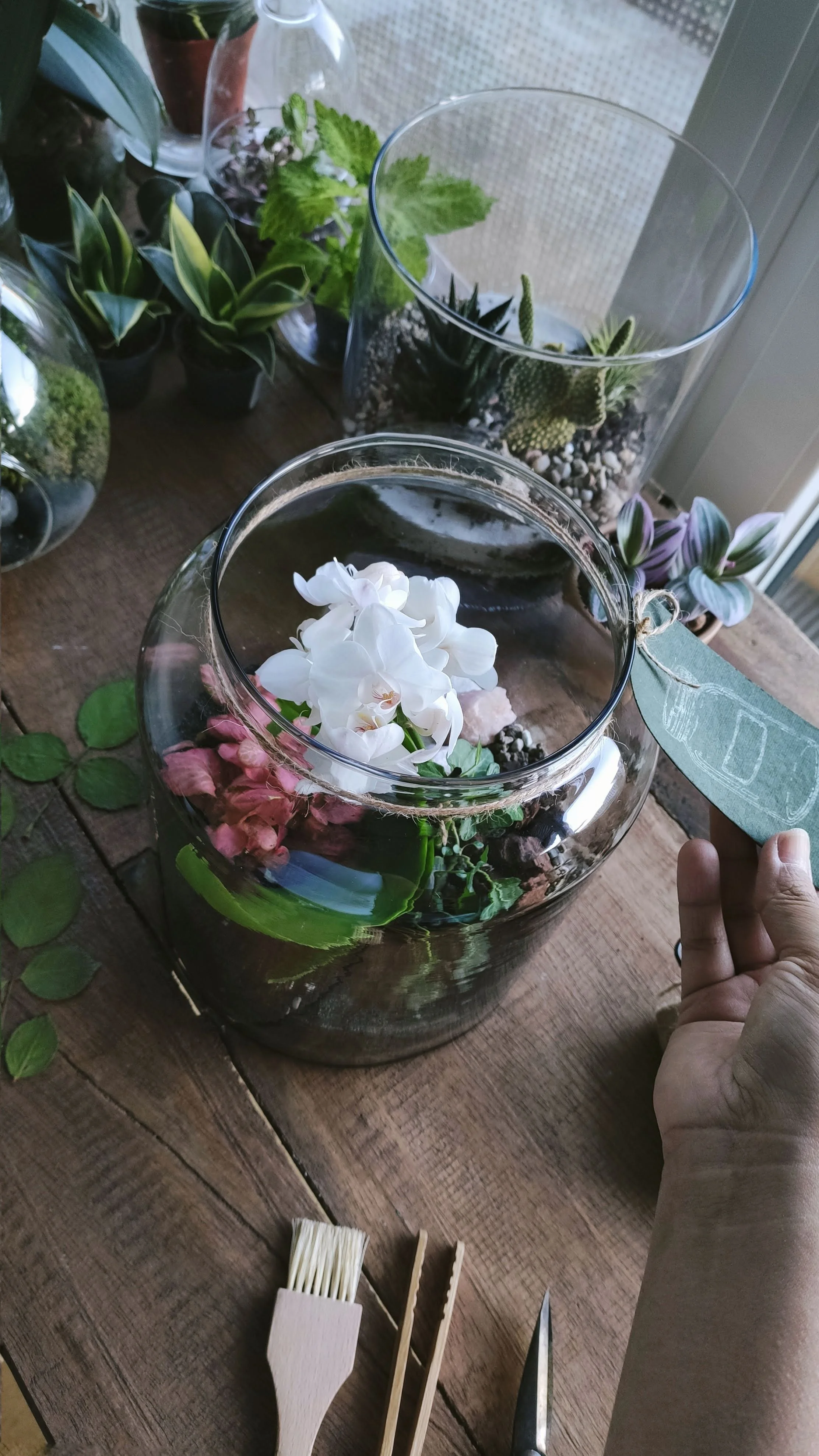 orchid in glass gardens to go gift for a birthday