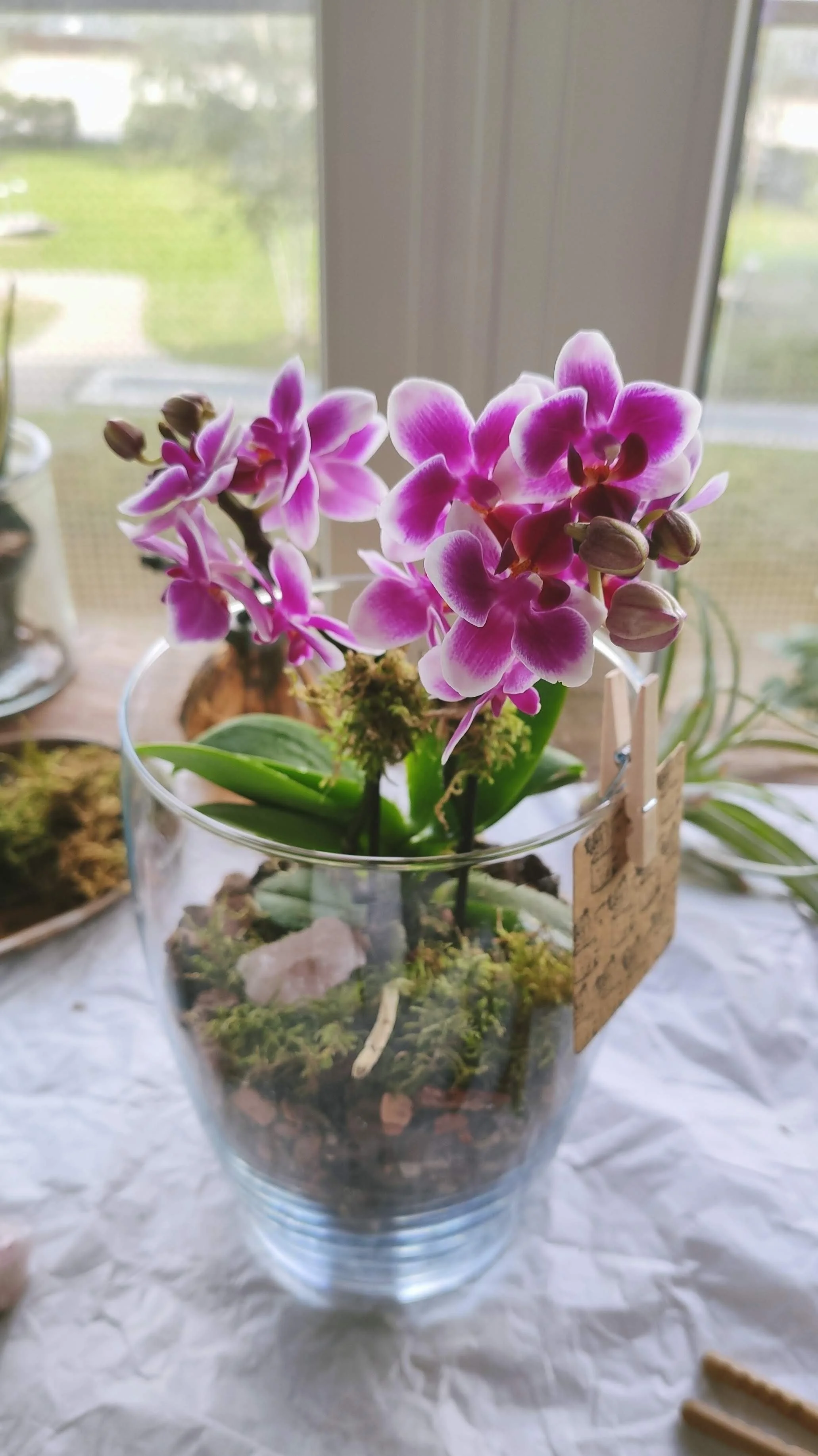 orchid gardens to go gift bloom flowers