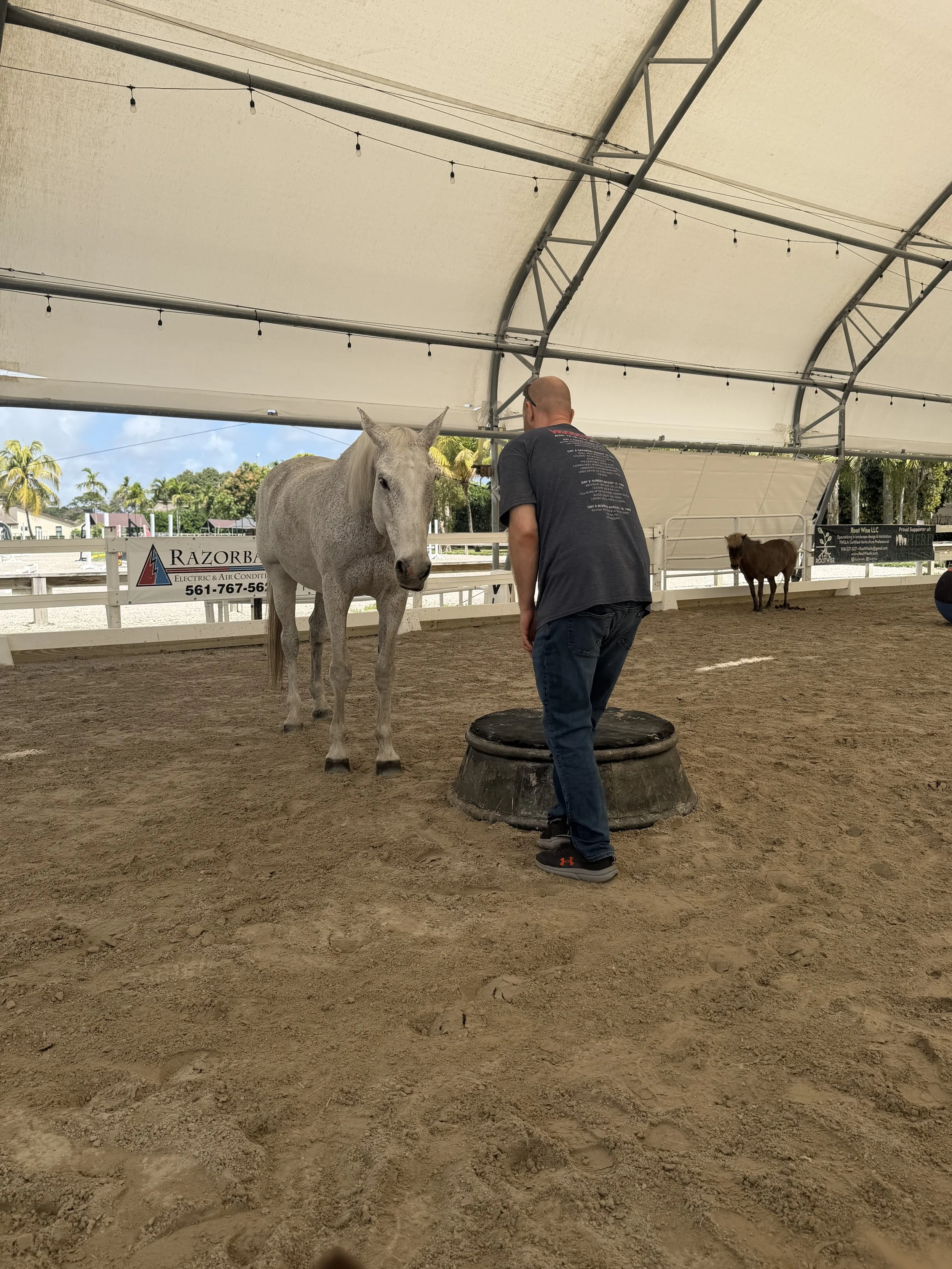 A person standing on a round platform inside an indoor horse riding arena, facing a gray horse. There is a small cow in the background and a white fence surrounding the arena.