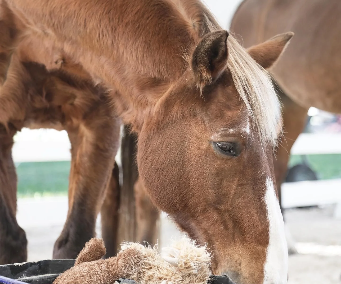 A close-up of a brown horse with a blonde mane, looking down at a plush toy that resembles a lamb, in a barn or stable setting.