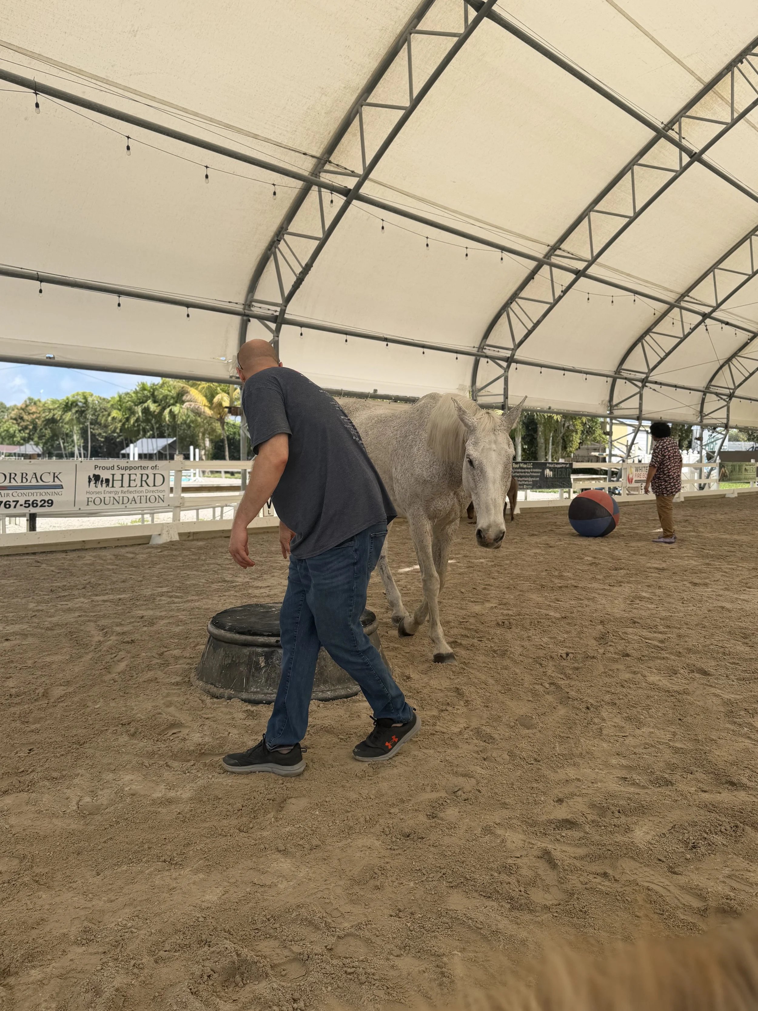 A person with a bald head and gray shirt walking with a white horse inside a covered arena with sandals on, other people in background and a large beach ball.