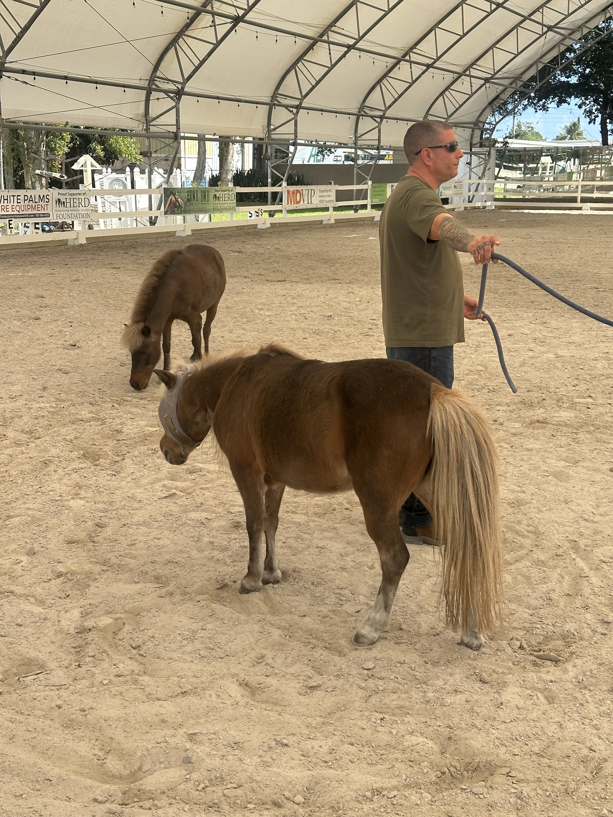 A man holding a rope with two small horses in an indoor riding arena with sand floor and a high, curved roof.