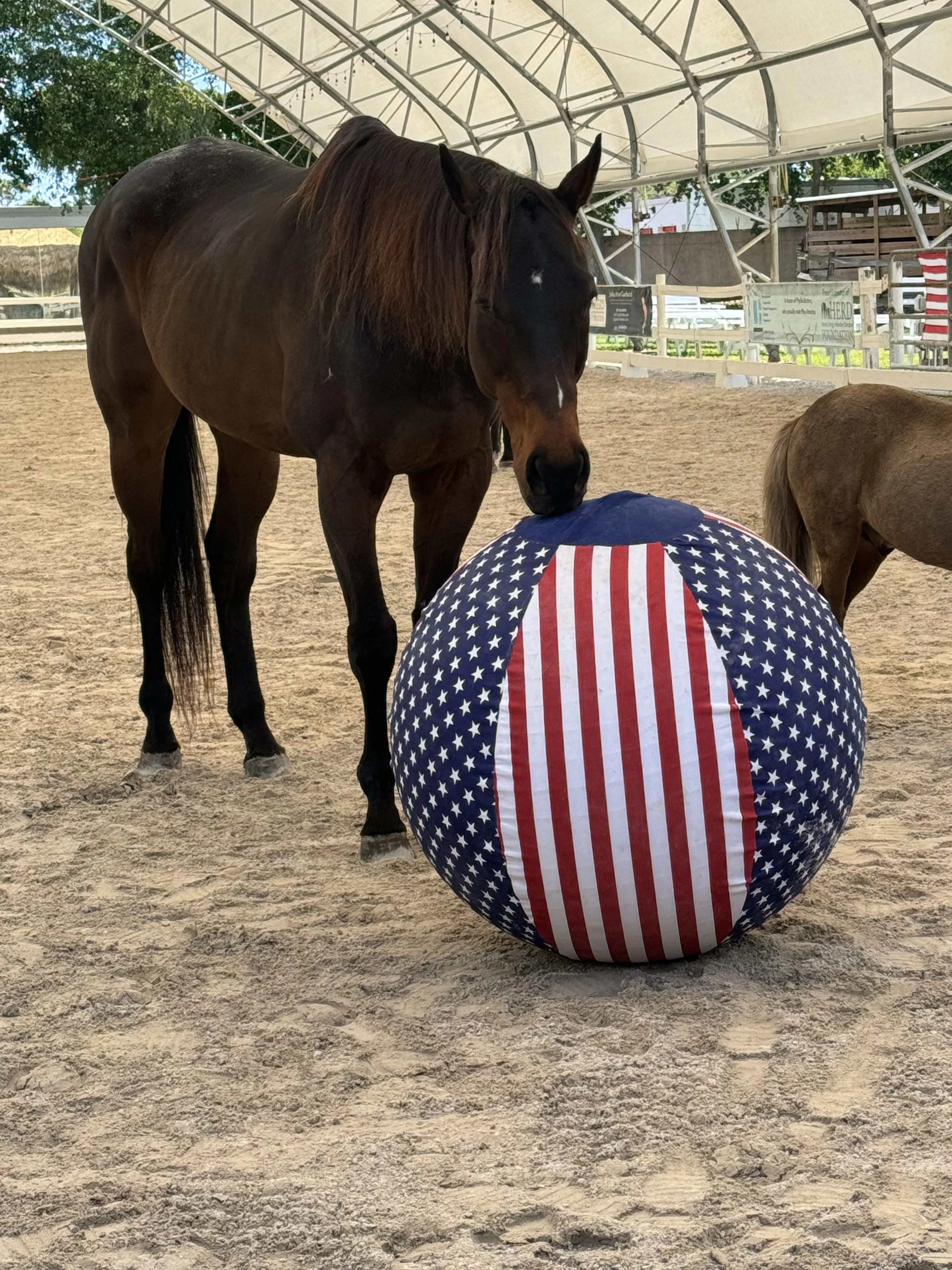 A brown horse with a black mane standing on a sandy arena, leaning its head on a large round cushion decorated with the American flag pattern, with another smaller horse partially visible to the right.