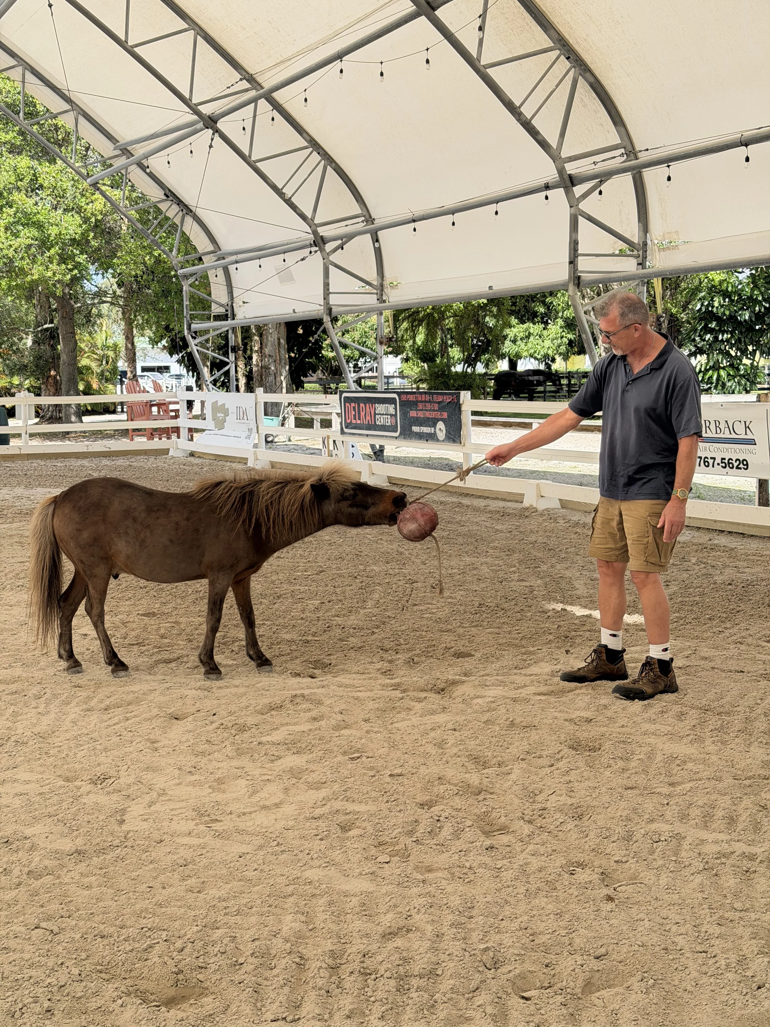 A man in black shirt and tan shorts is holding a stick with a rope tied to it, leading a small brown horse with a mane inside a covered riding arena.