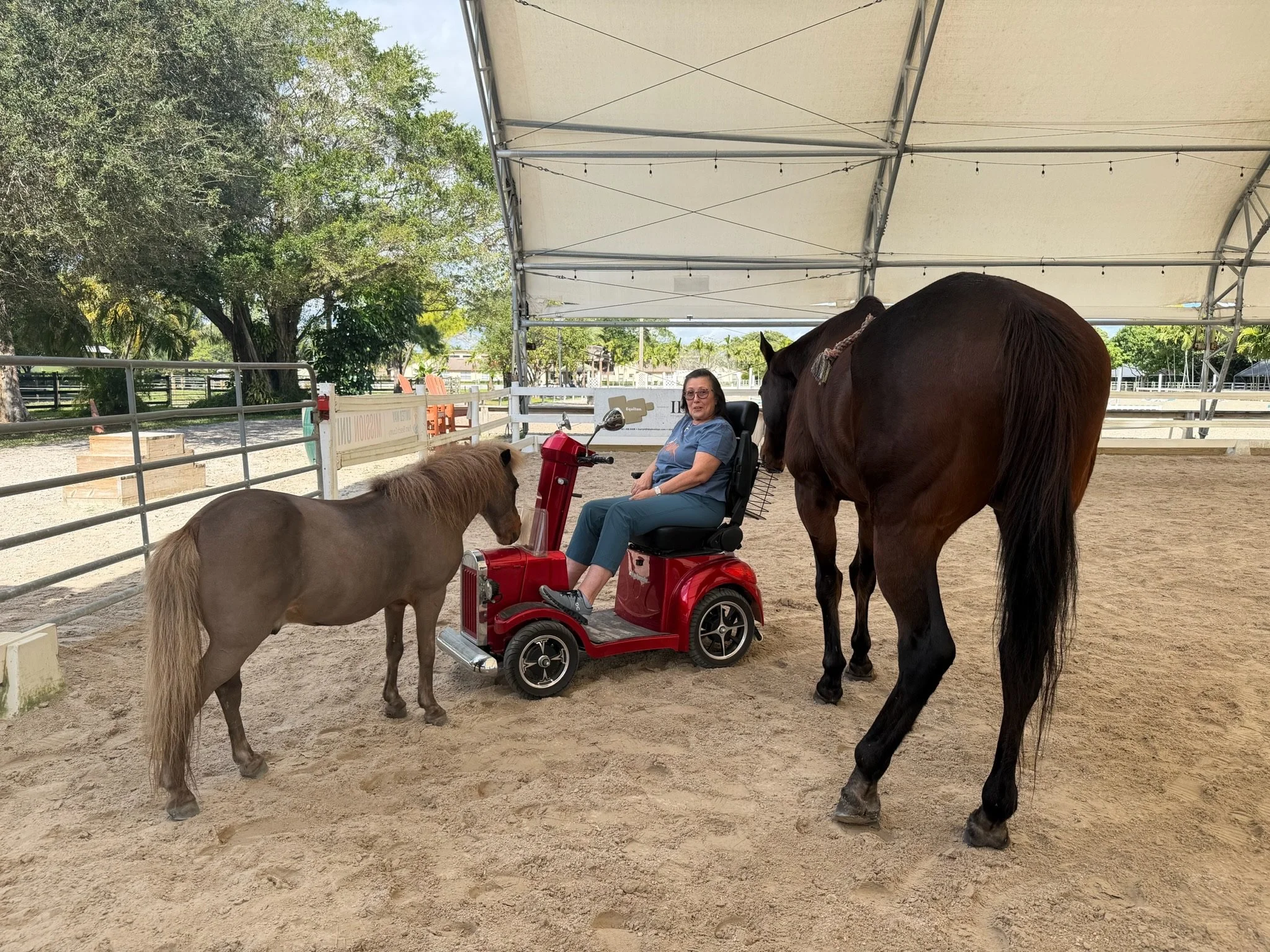 A woman in a wheelchair inside a covered outdoor riding arena with a small beige horse and a larger dark brown horse nearby.