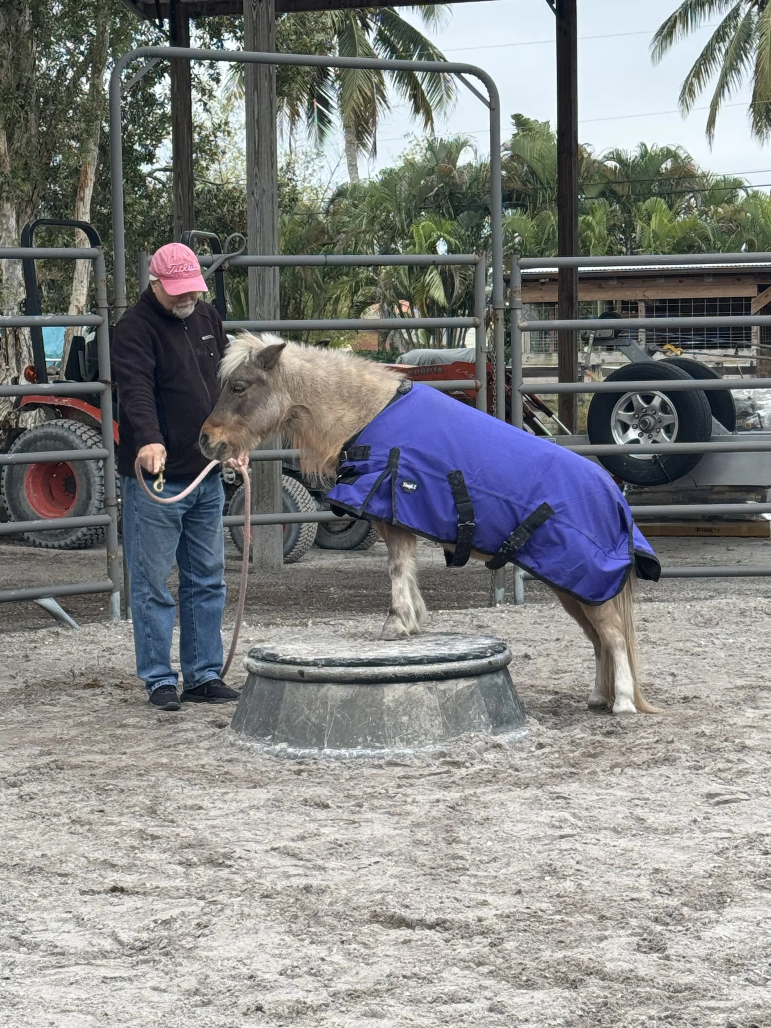 A man in a pink cap and dark jacket stands next to a small horse or pony. The pony is wearing a blue blanket and is standing with its front feet on a raised water or feed trough. The setting appears to be a farm or stable with trees and farm equipmen