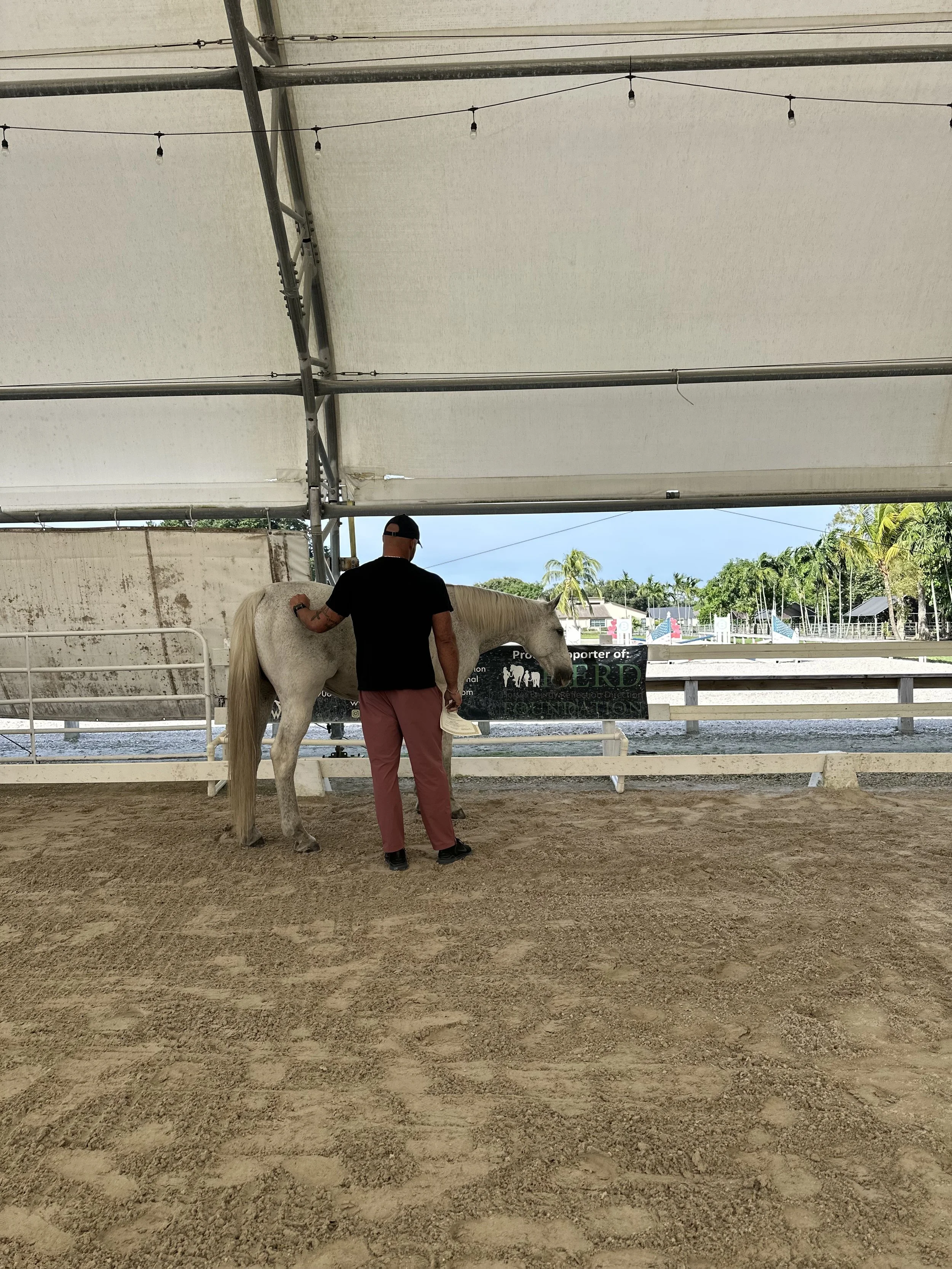 A person with a black shirt, pink pants, and a backwards black cap stands next to a gray horse inside an enclosed outdoor arena with a sandy floor, under a large white canopy, with palm trees and blue sky in the background.