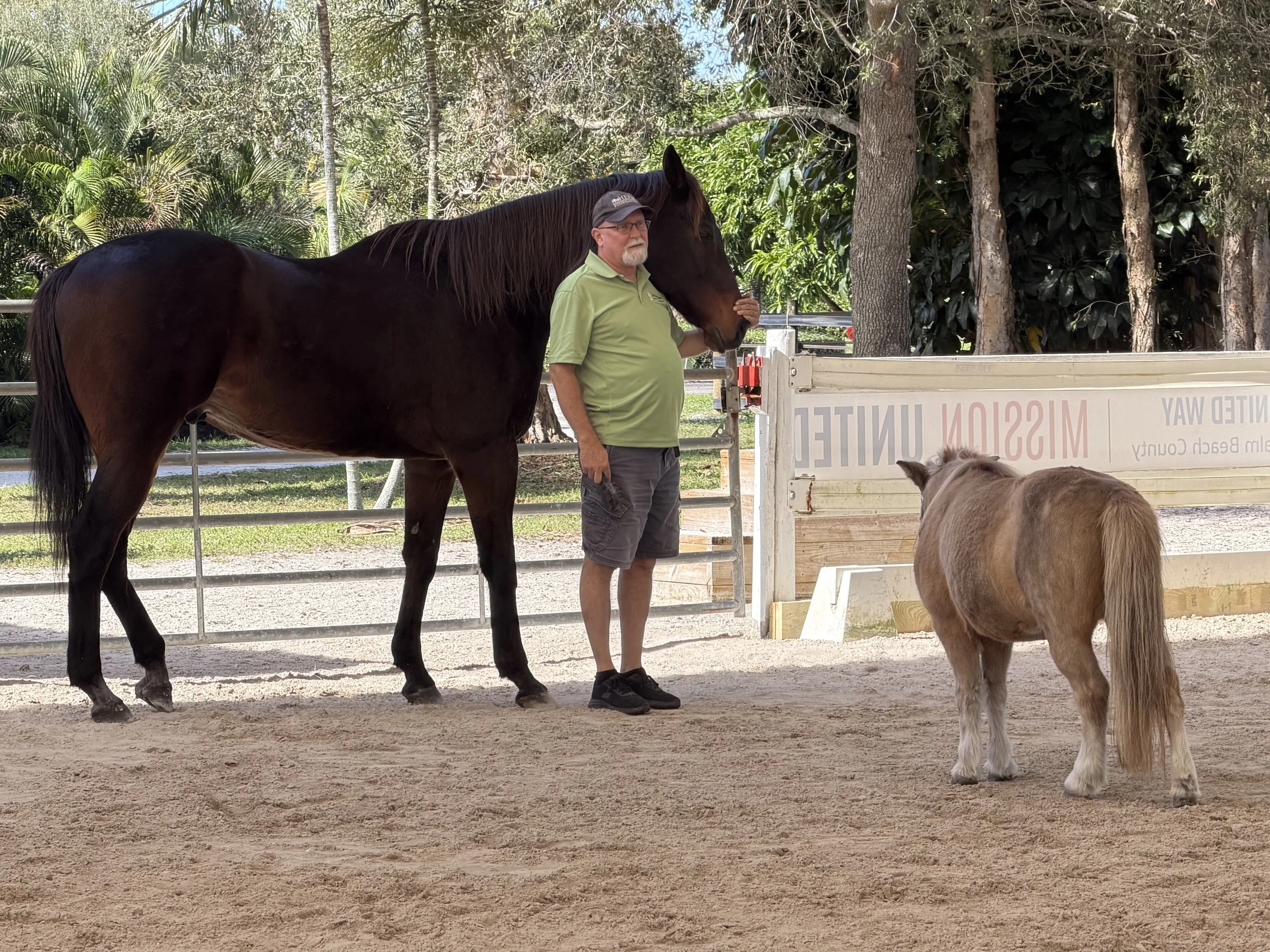 A man in a green shirt and shorts stands next to a large black horse, kissing its cheek, while a small brown pony stands nearby on a sandy ground in a fenced outdoor area surrounded by trees.