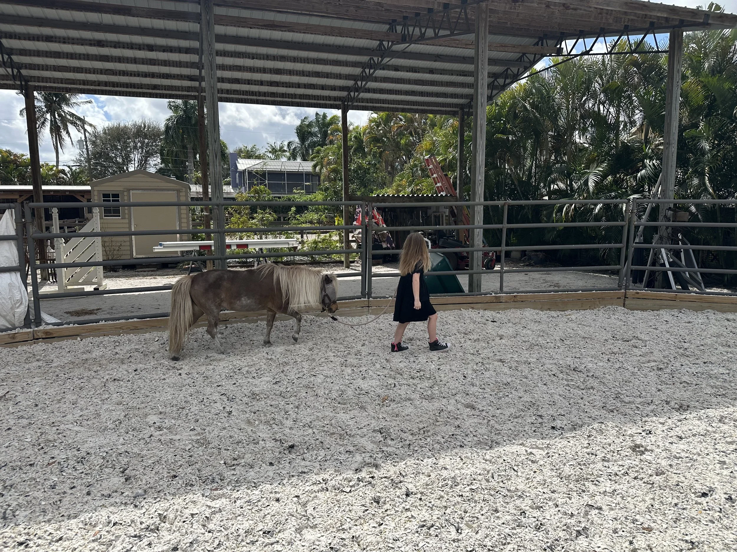 A young girl leading a small horse on a leash inside an enclosed riding area with a sandy surface, surrounded by a metal fence, with trees and a building in the background.
