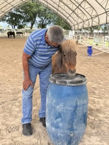 An older man with gray hair and glasses leaning over a small brown pony to drink water from a large blue barrel with a black lid inside a covered outdoor riding arena.