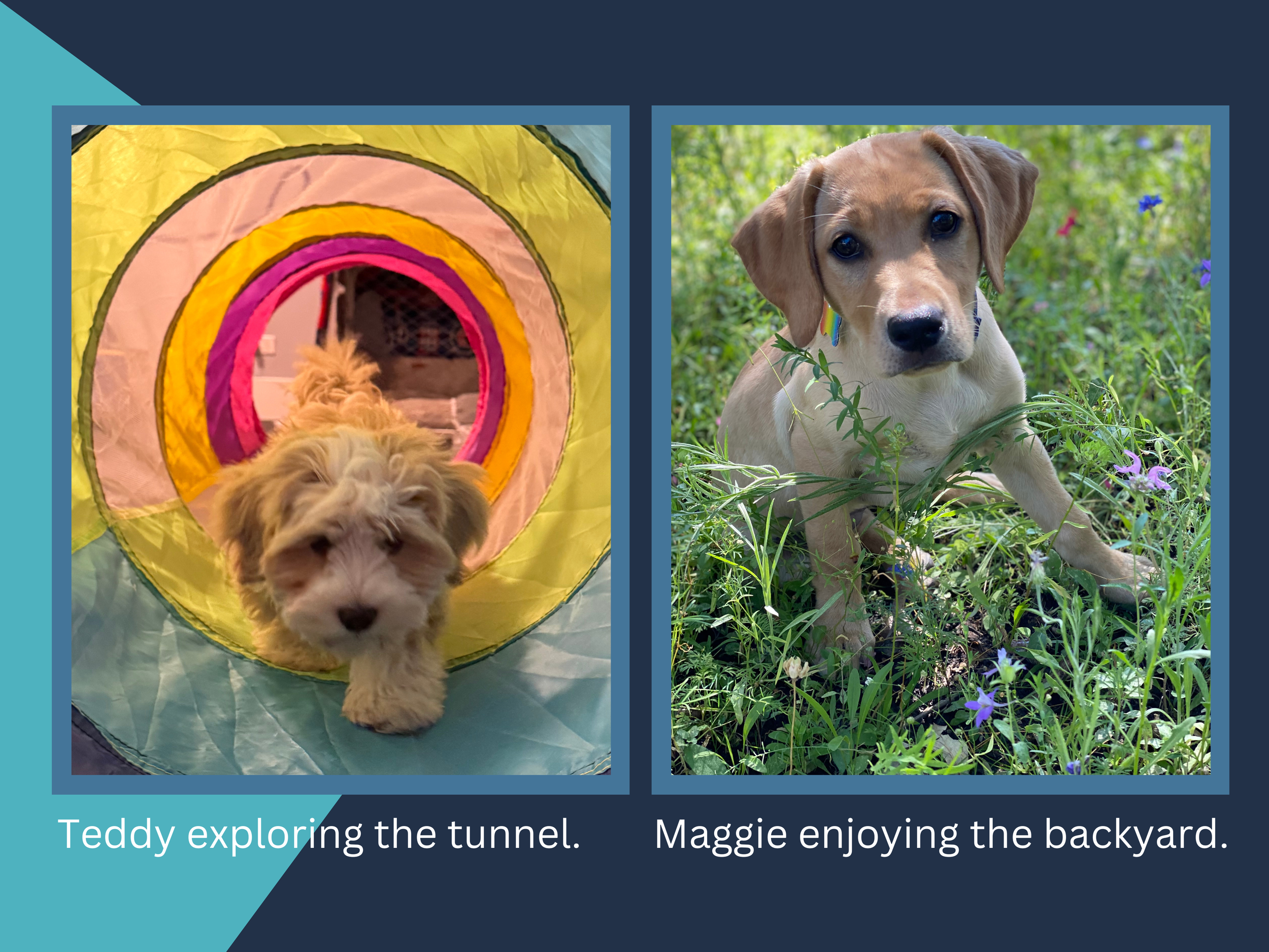 Two photos of puppies. The first puppy is a fluffy, light-colored puppy exploring a colorful tunnel indoors. The second puppy is a tan-colored puppy with floppy ears sitting in a grassy backyard with wildflowers.