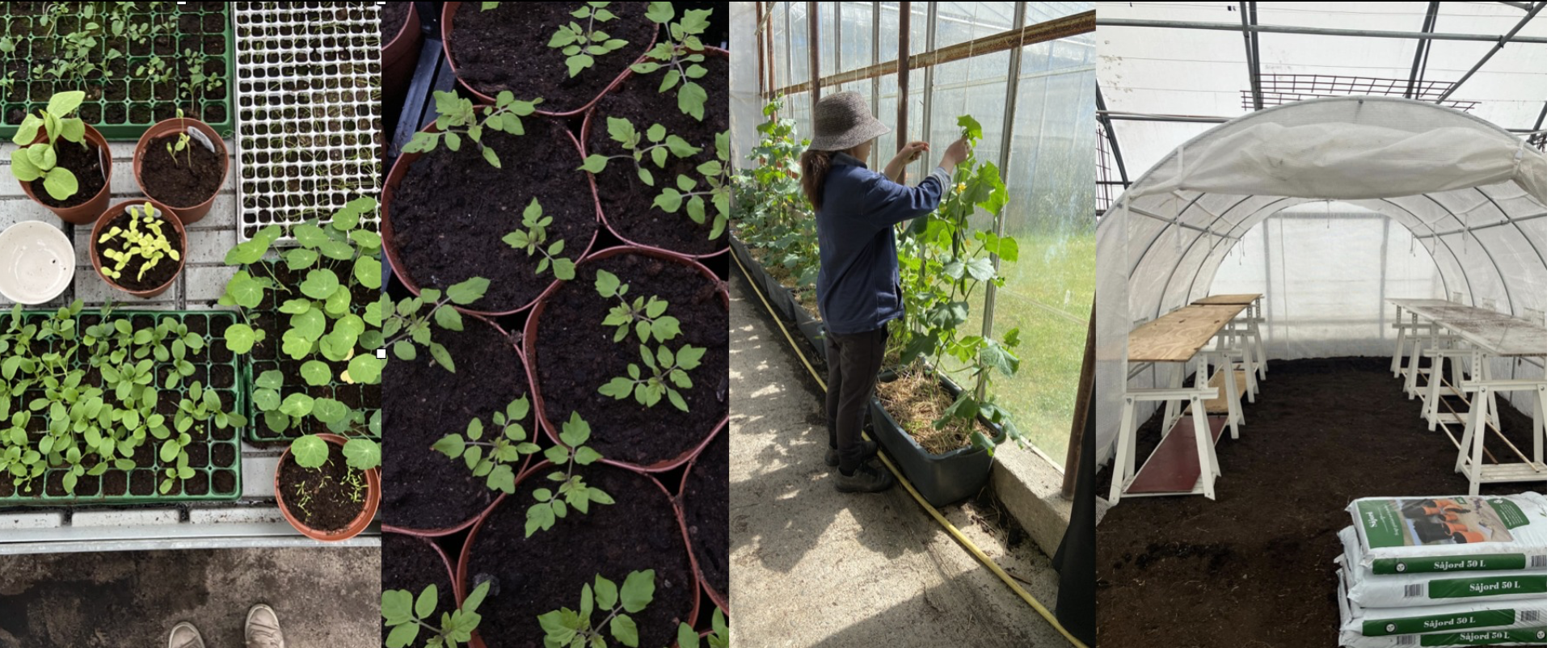 VÅRMARKNADSHELG - Juntras Grönt