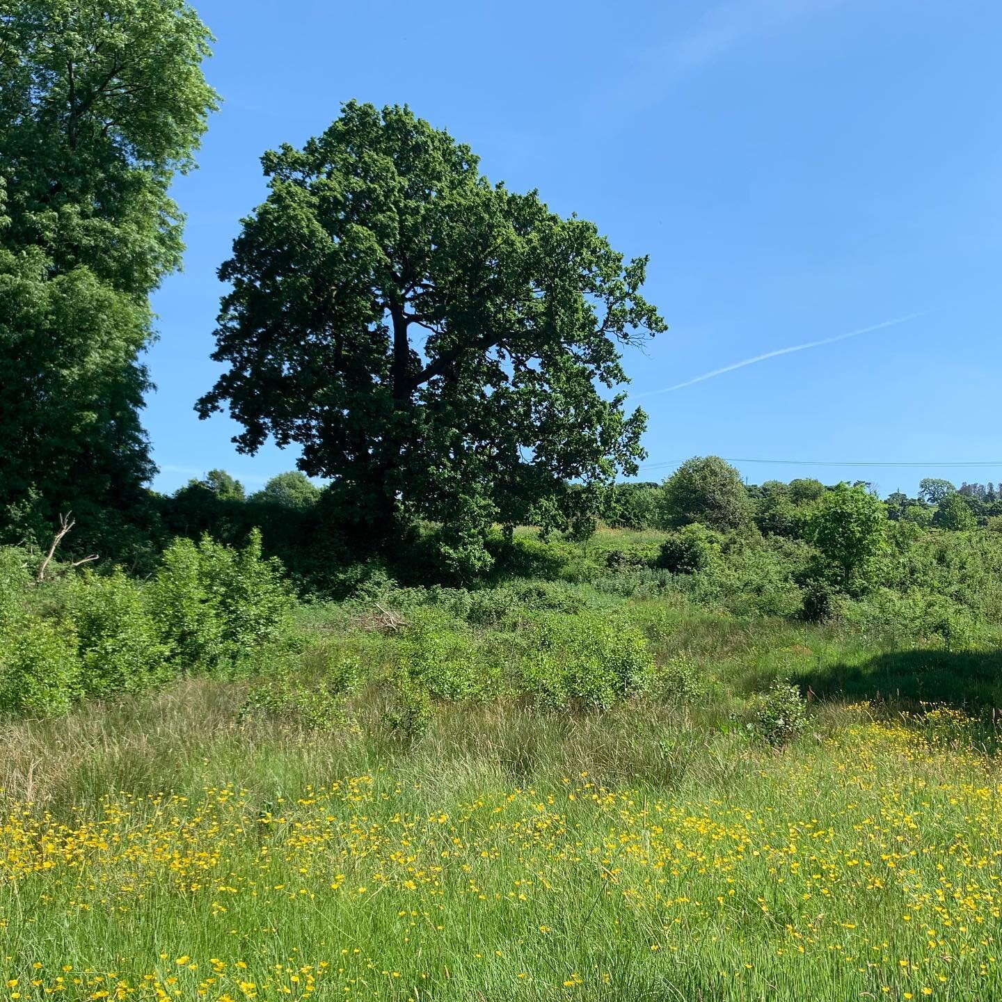 Day by day, the land gets a little bit wilder&hellip; fantastic to have so much scrub enjoying the chance to spread out on the land. Chastised for so long and by so many people, scrub is &lsquo;the&rsquo; habitat to have. It provides homes to all man