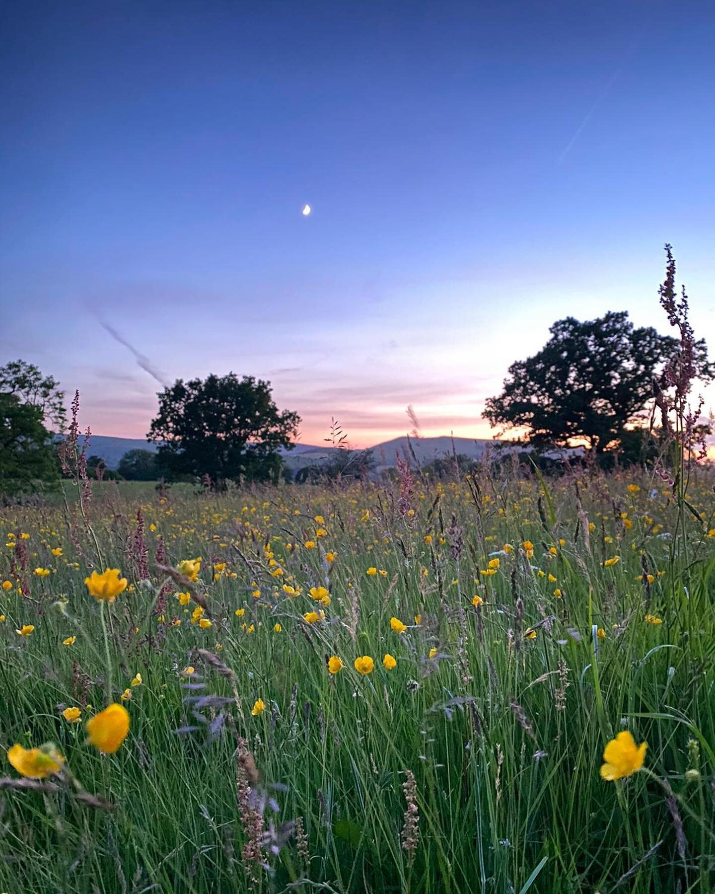 Midsummer moonlight in the wildflower meadow. #wildflowermeadow #nofilters