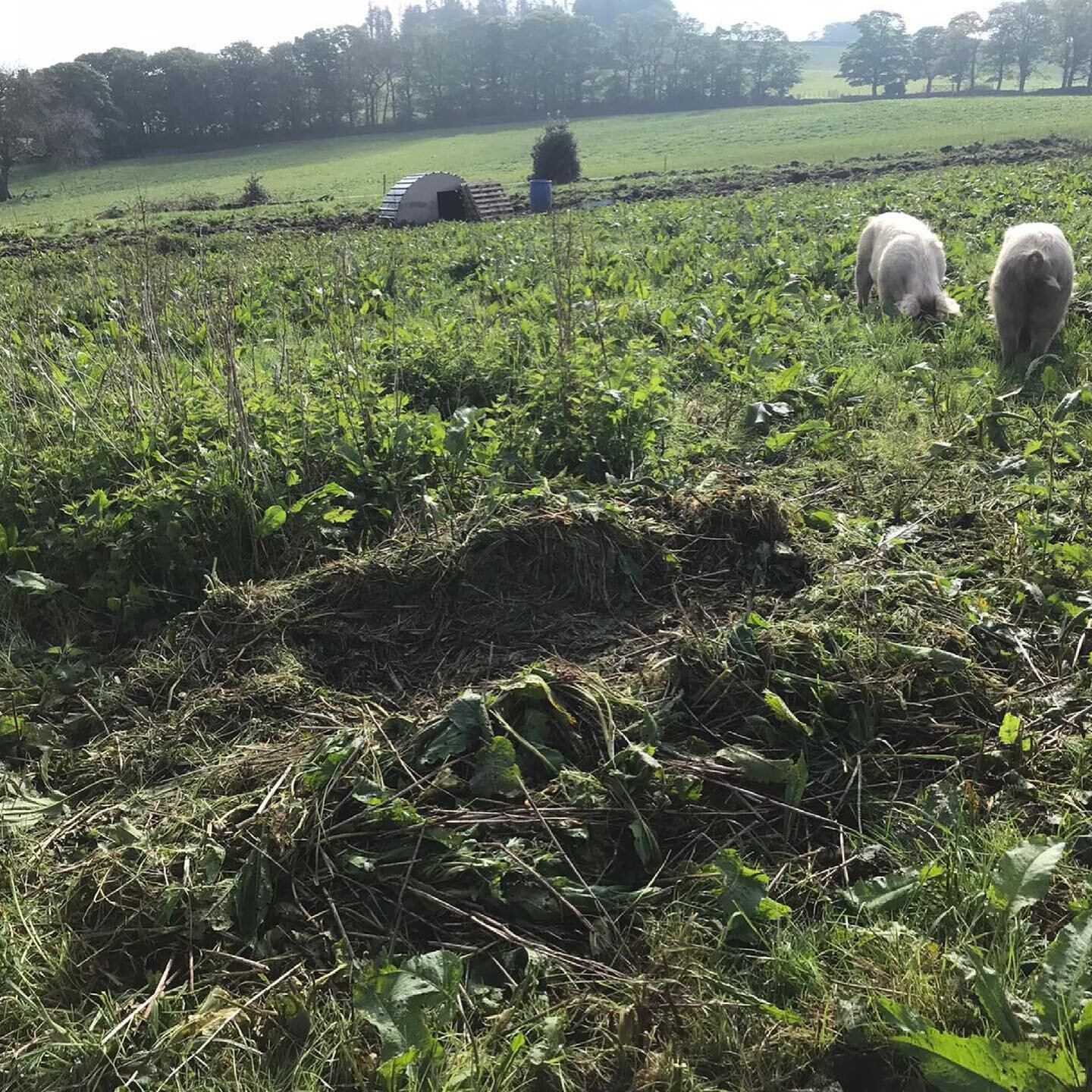 It turns out that when pigs are left to their own devices with sufficient space and foliage, they resort to inherent and natural behaviour, such as this, nest building! We came across this large pig nest made by the girls by moving grass and dock lea