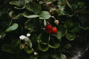 Vashon Strawberry Festival | Celebrate Vashon Now – Join the