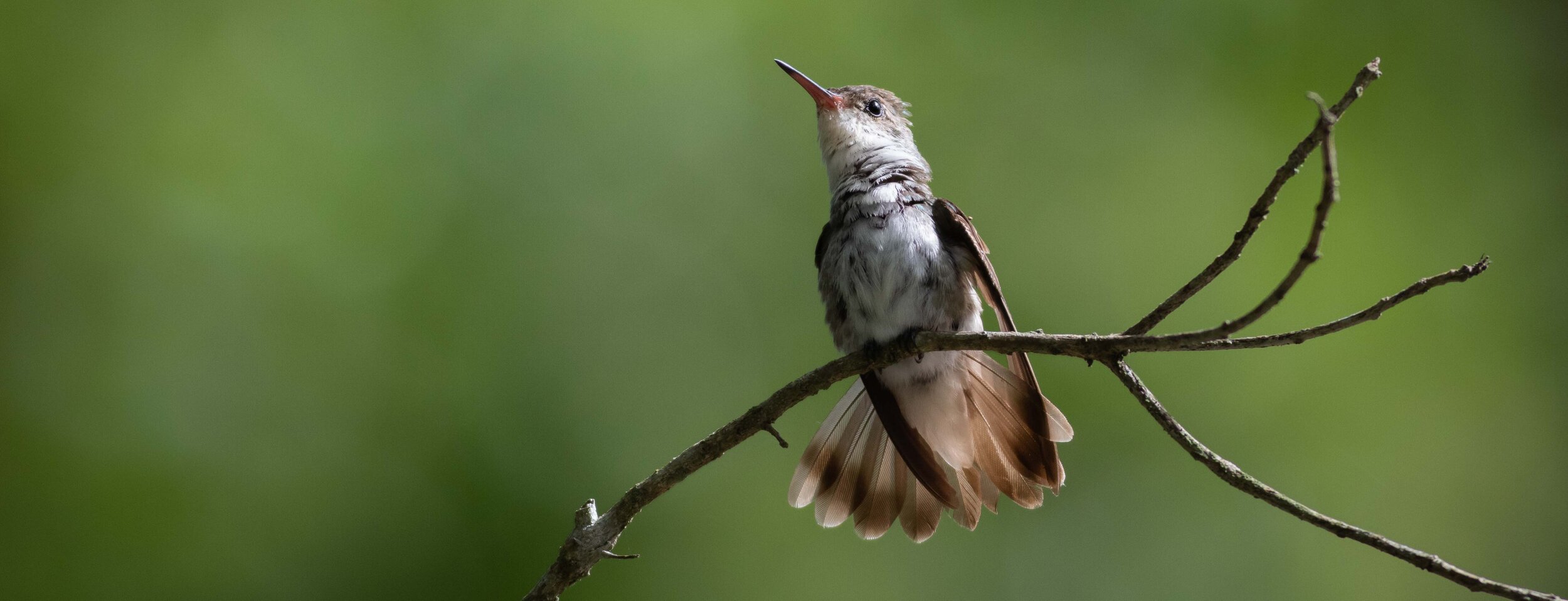 birding tours cancun