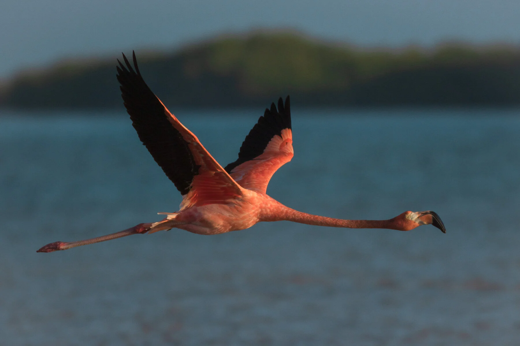 An American Flamingo flying over water at the Rio Lagartos Biosphere