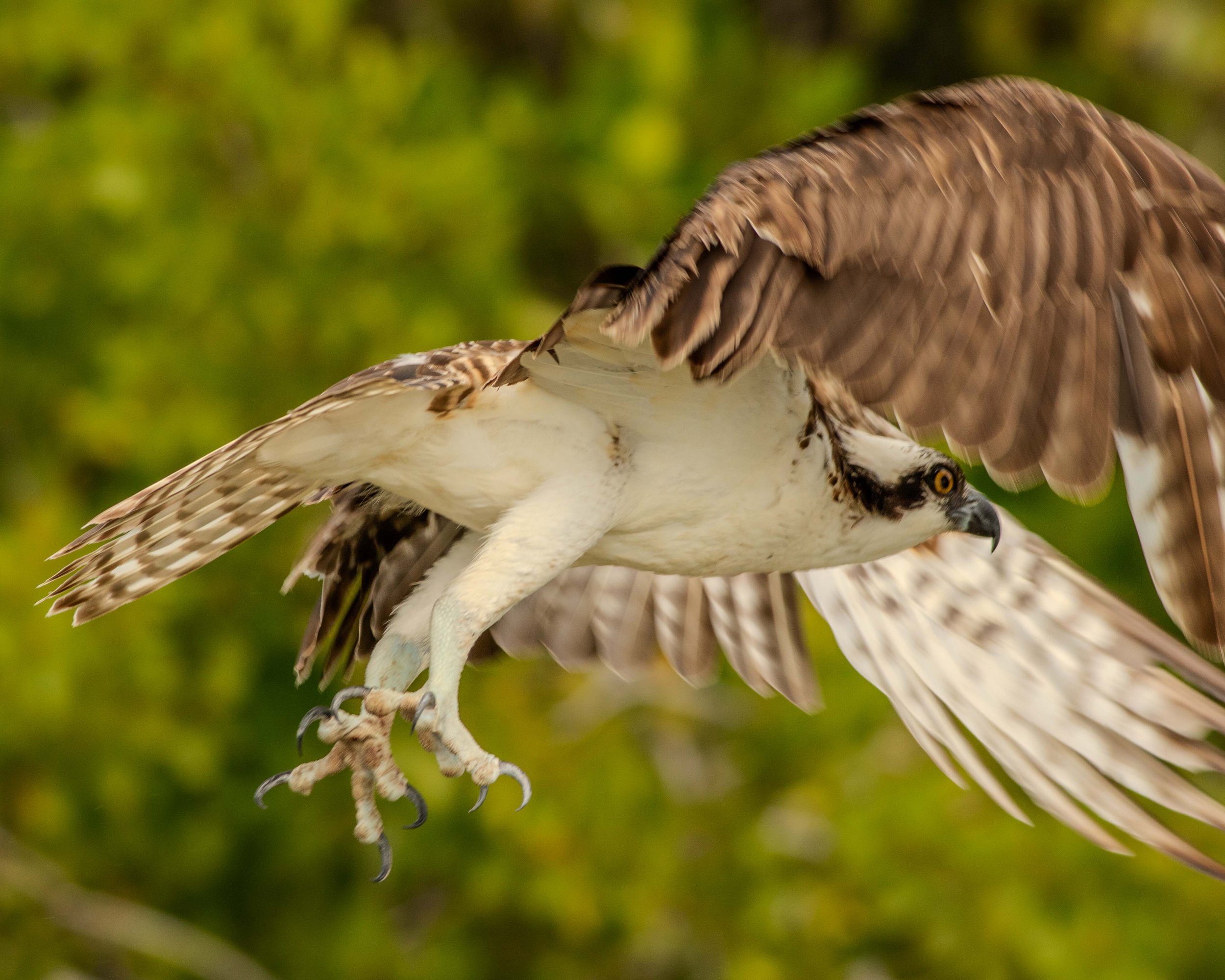 An Osprey caught in flight, you can see its powerful talons.