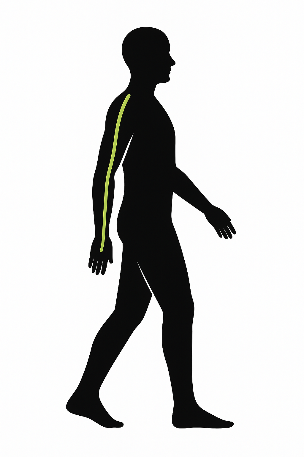 Superficial front arm line (Sfal)