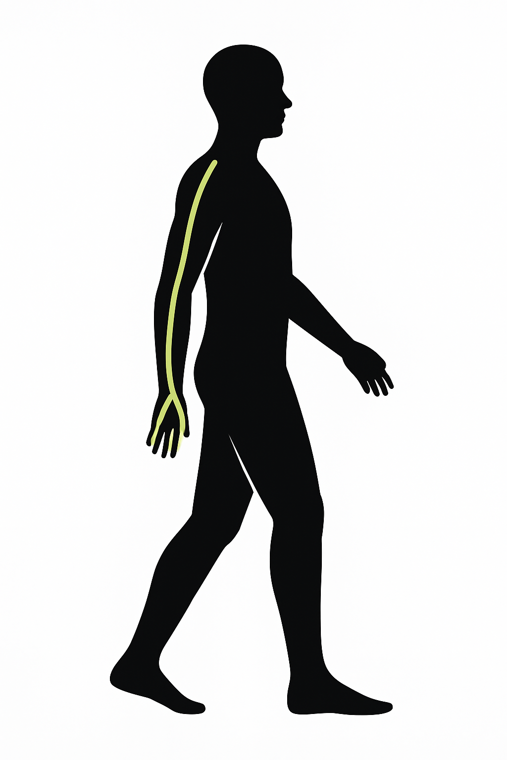 Deep frontal arm line (DFAL)