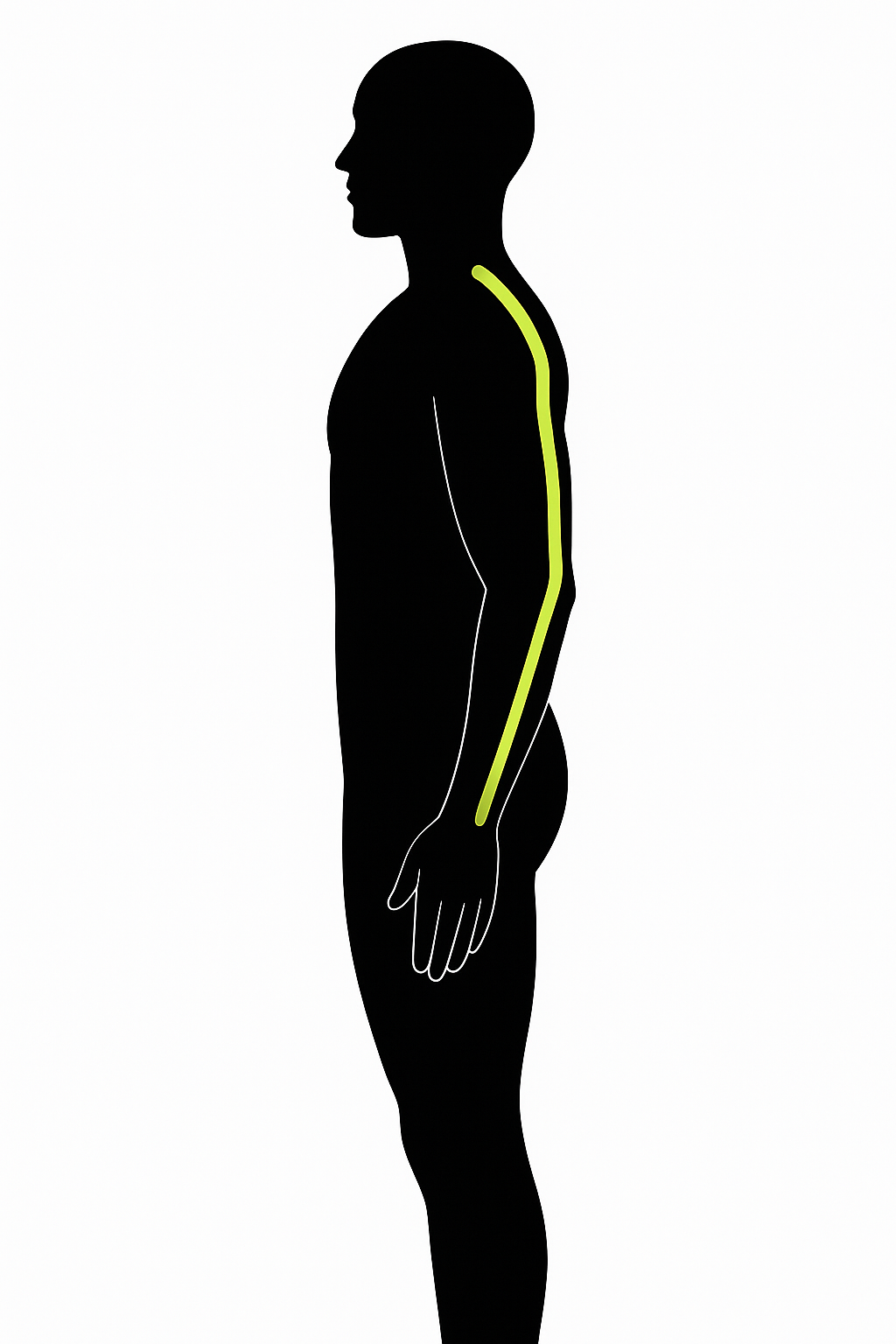 Deep back arm line (Dbal)