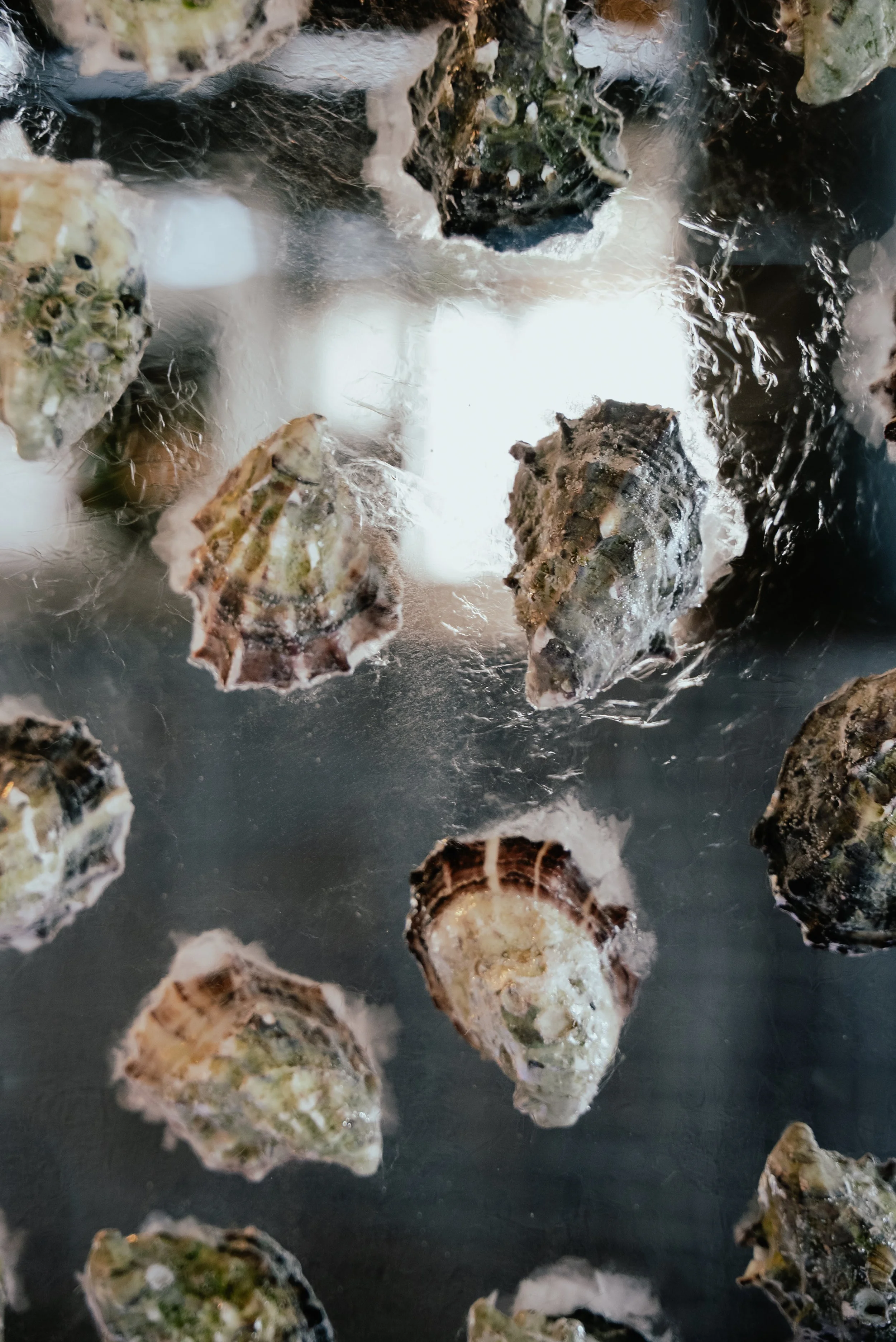 Close-up of multiple seashells with various textures and colors, some covered in algae, on a black surface, with a bright light source in the background.