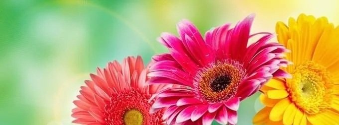 Spring Blossom Craft & Vendor Fair